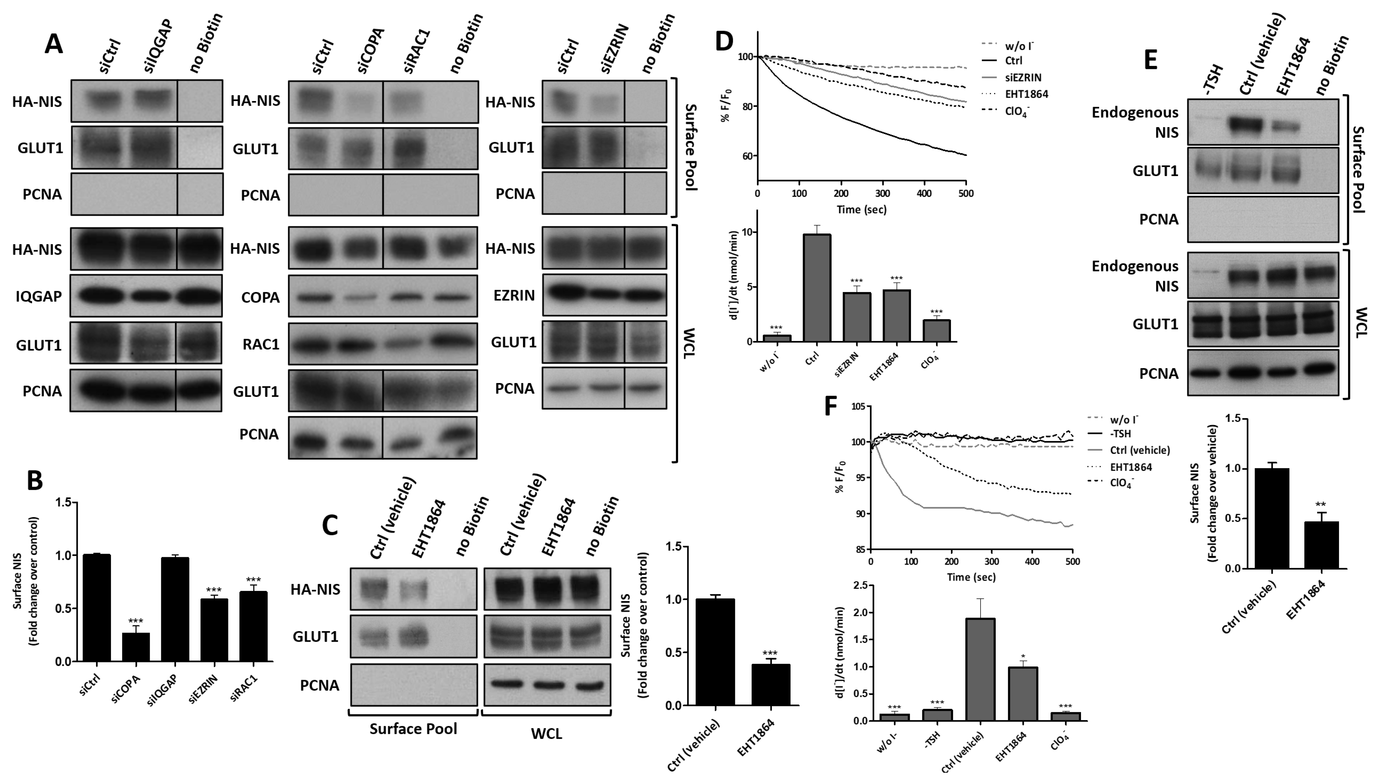 Cancers 13 05460 g004