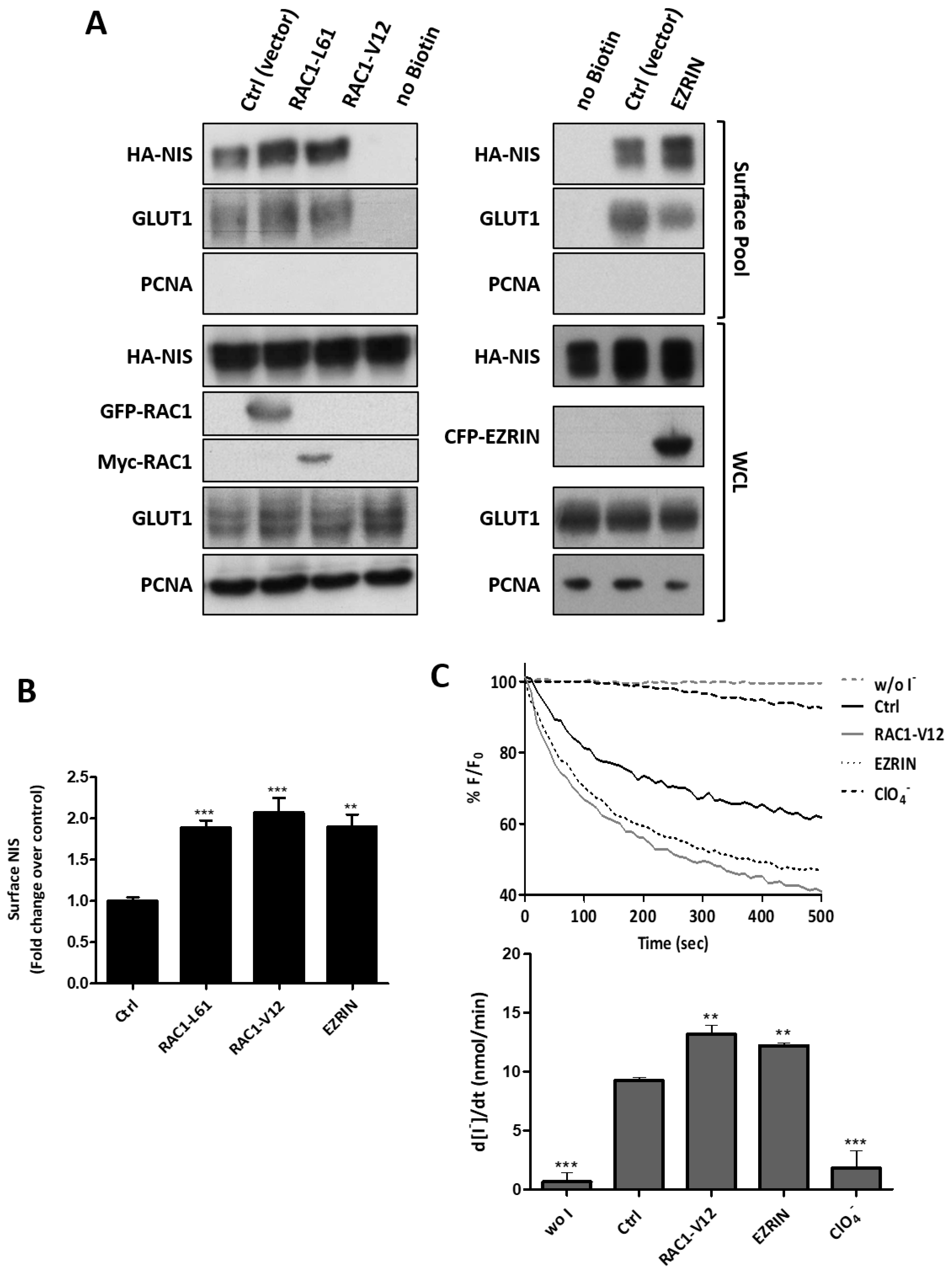 Cancers 13 05460 g005
