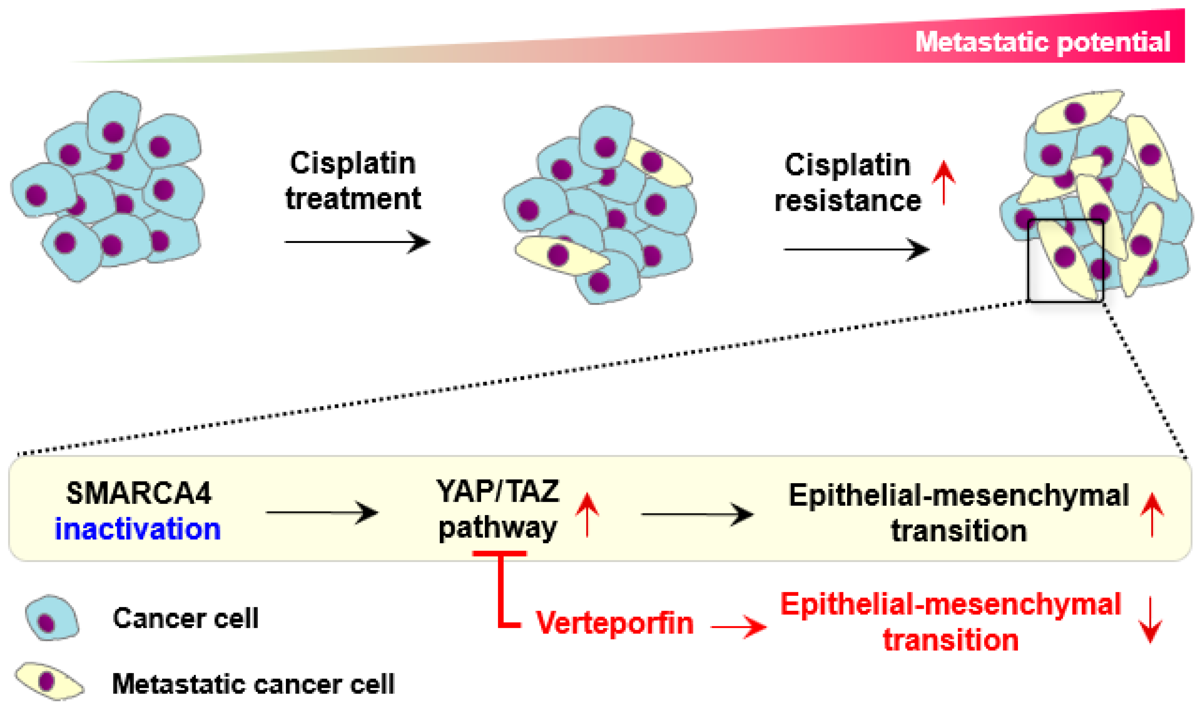 Cancers 13 05474 g006