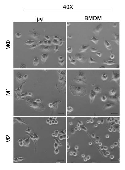 Cancers 13 05478 g0a2 550