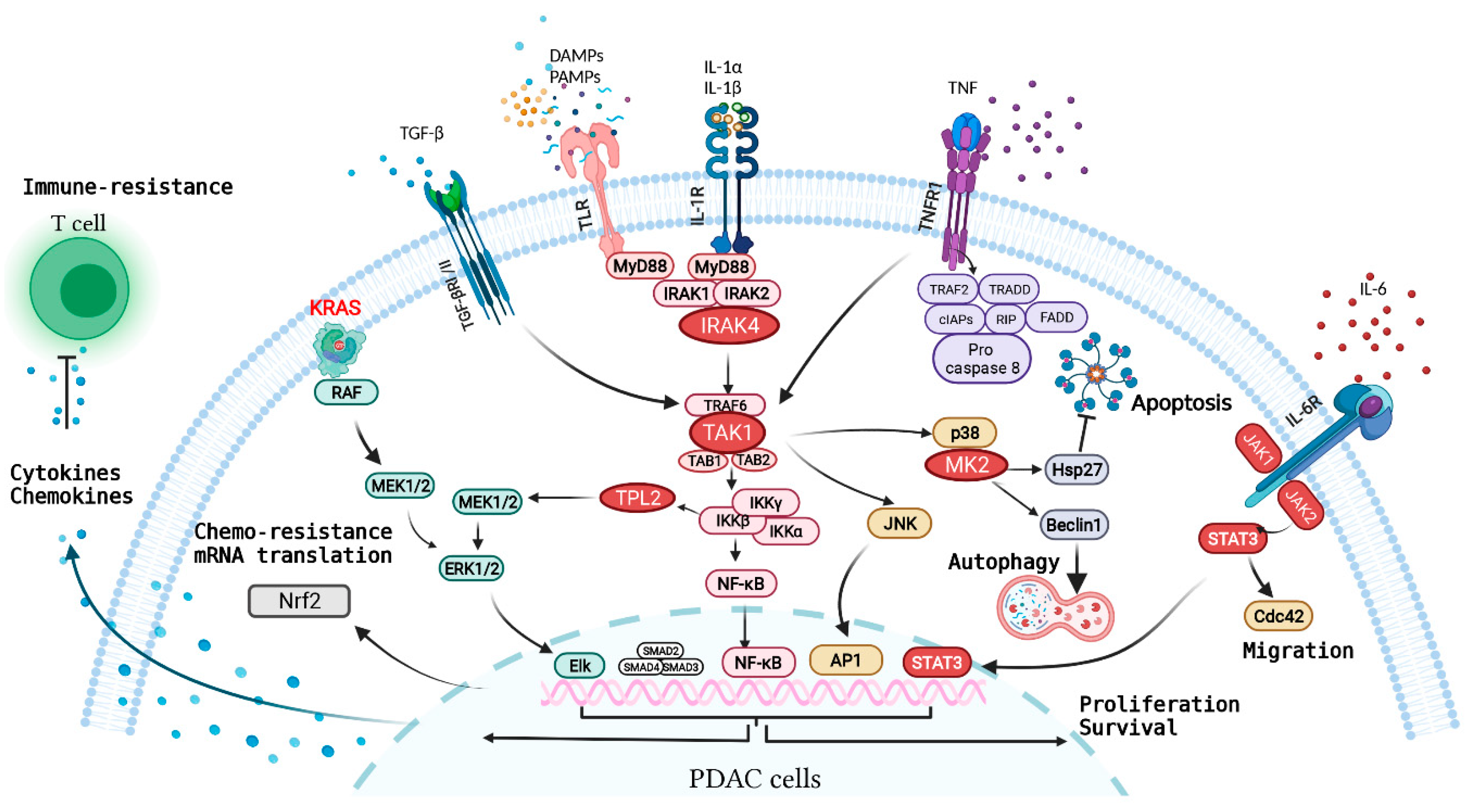 Cancers 13 05481 g002