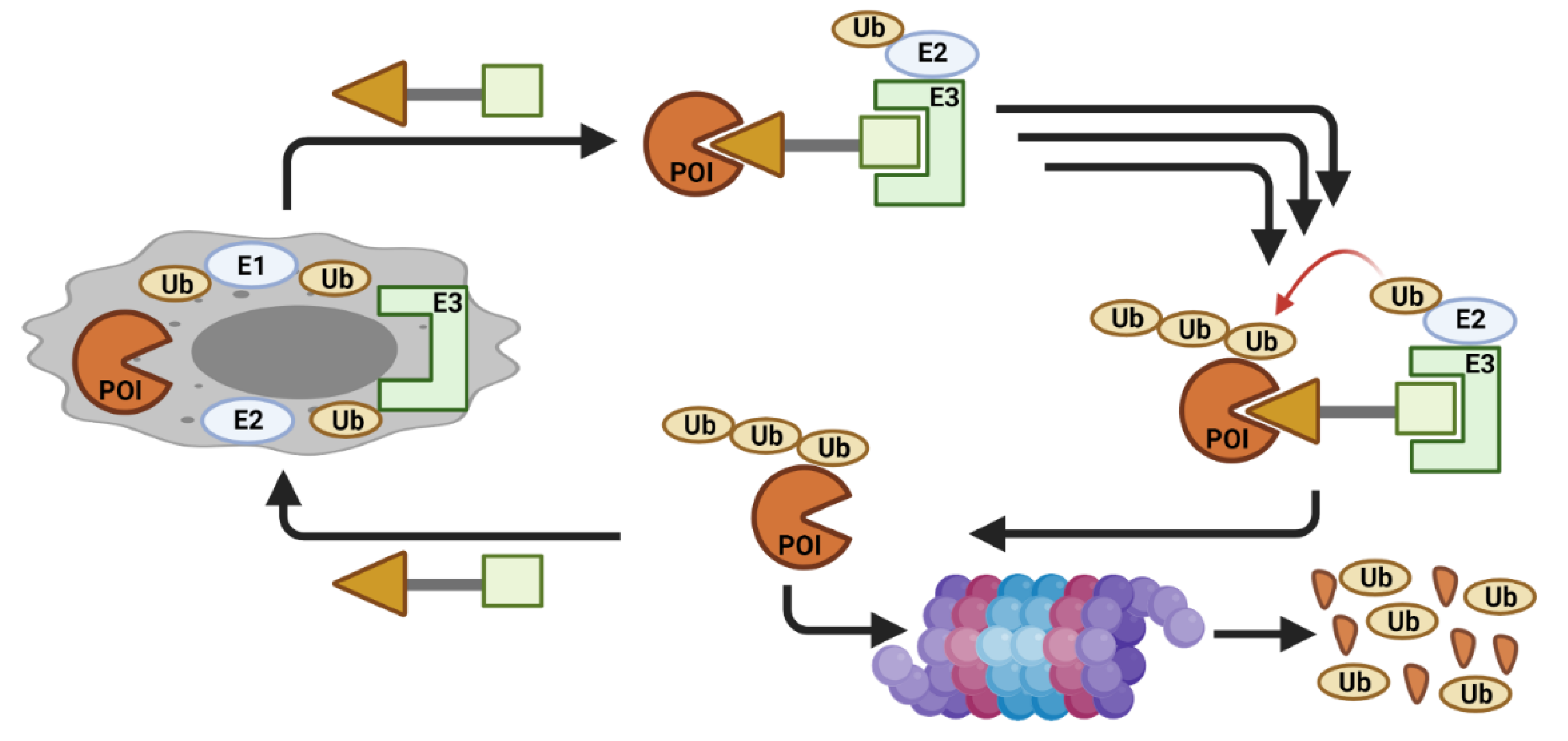 Cancers 13 05506 g002