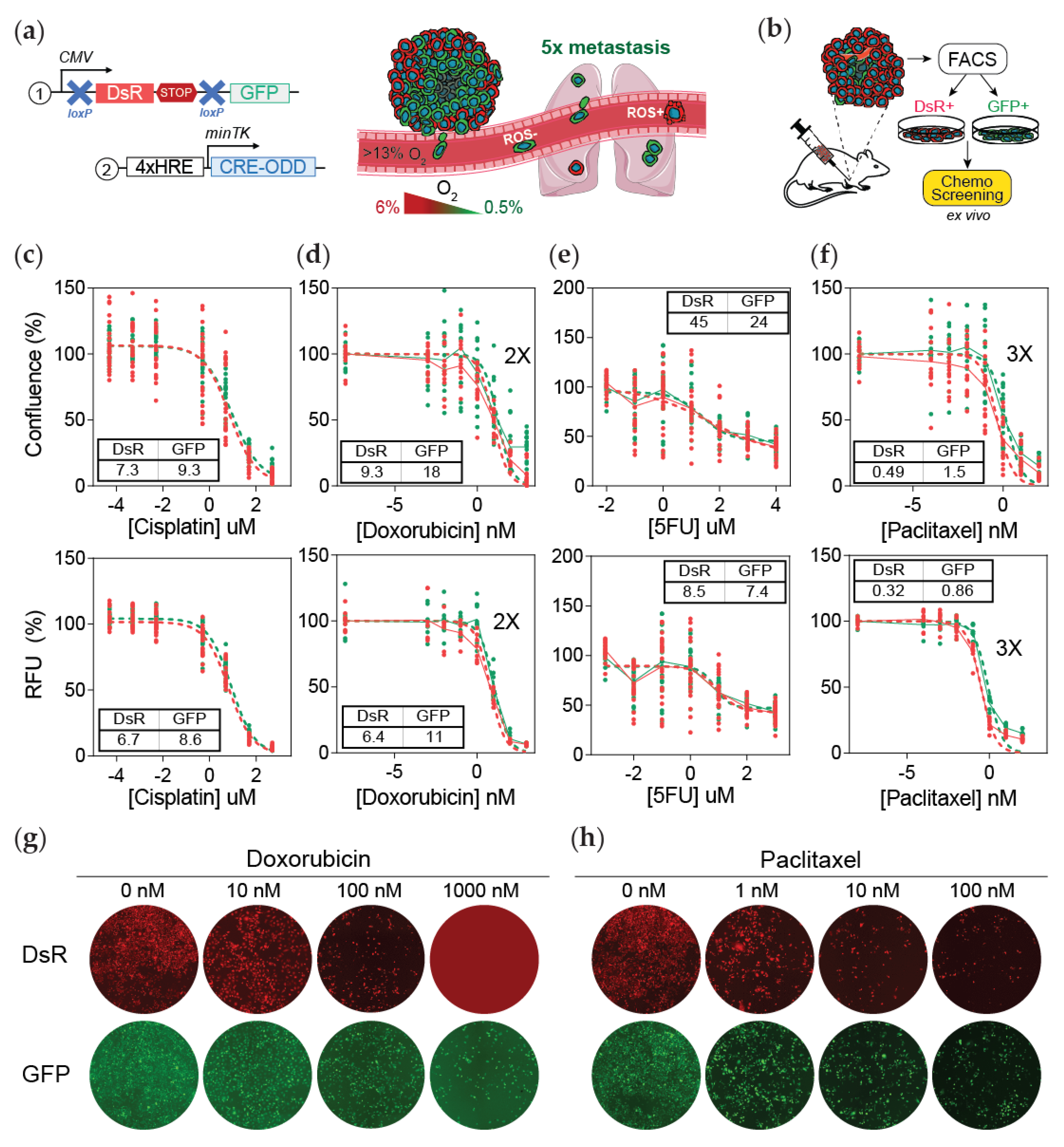 Cancers 13 05509 g001
