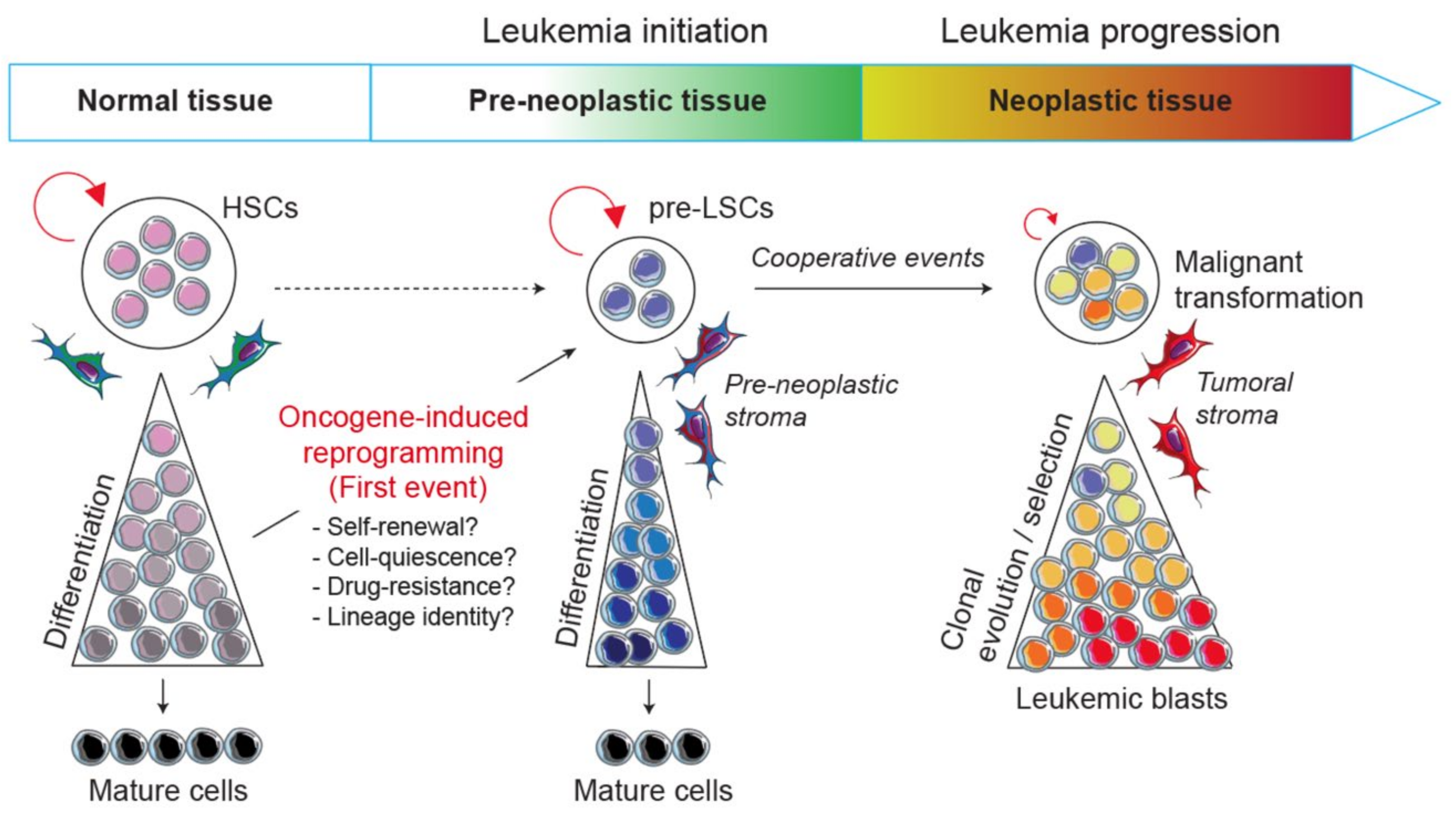 Cancers 13 05511 g001