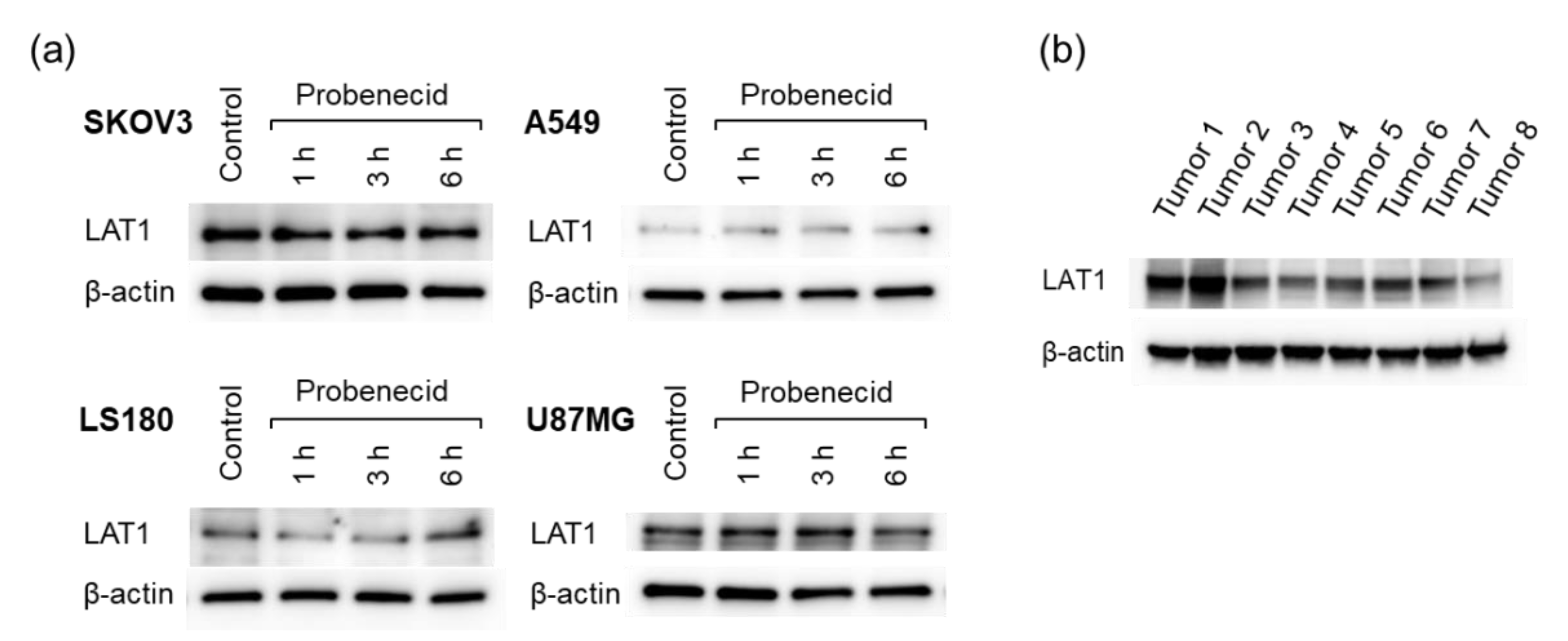 Cancers 13 05514 g005