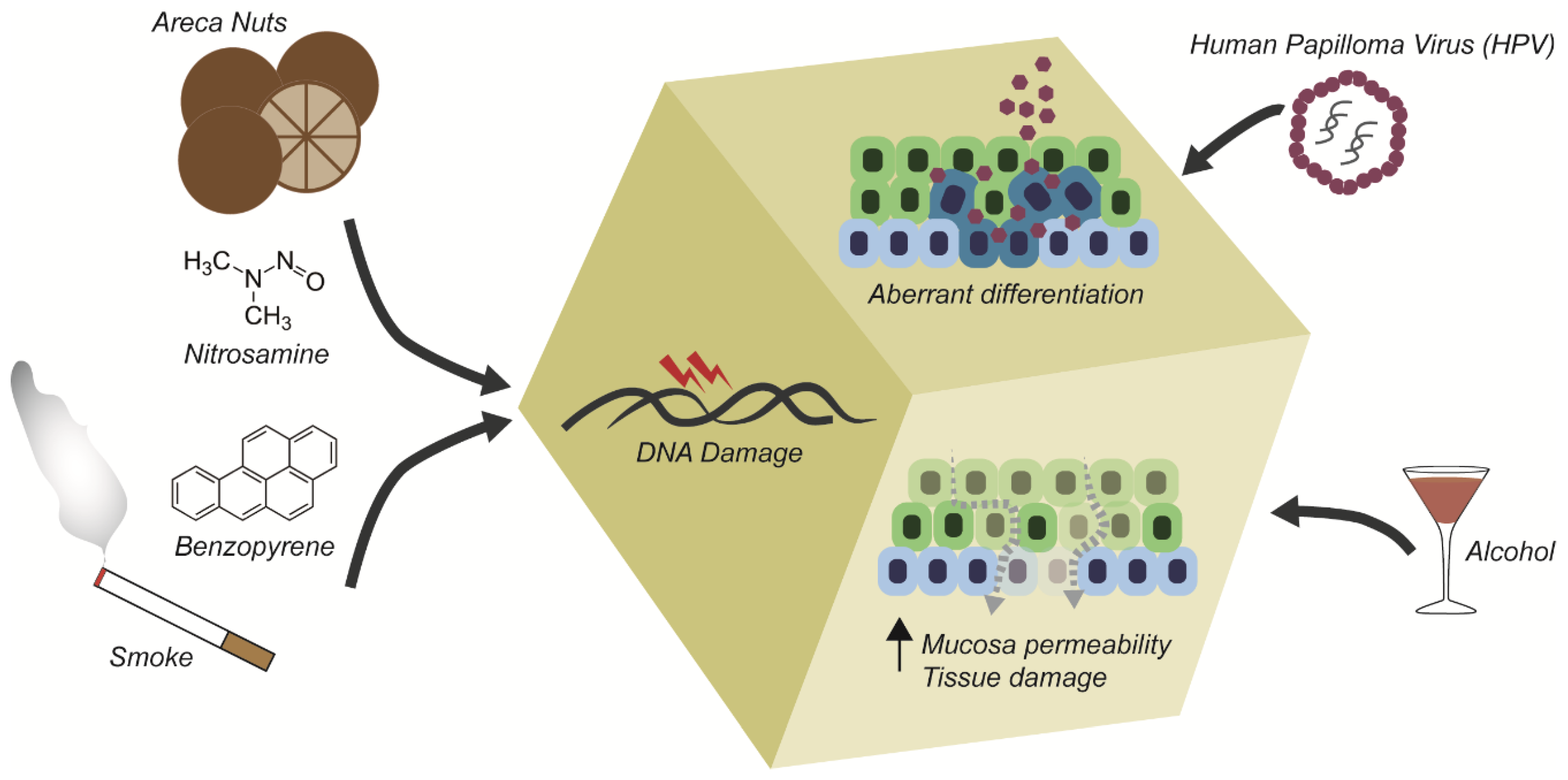 Cancers 13 05515 g001