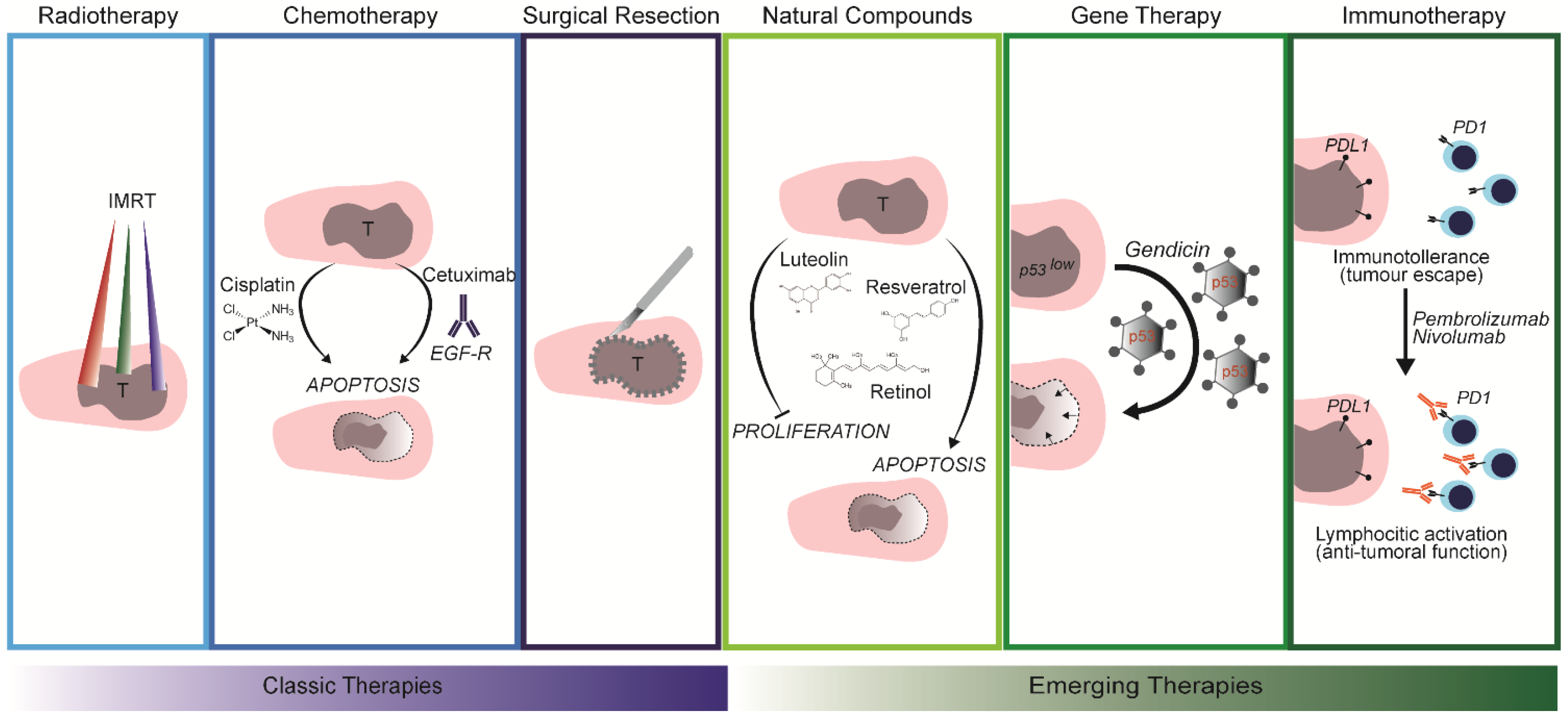Cancers 13 05515 g002