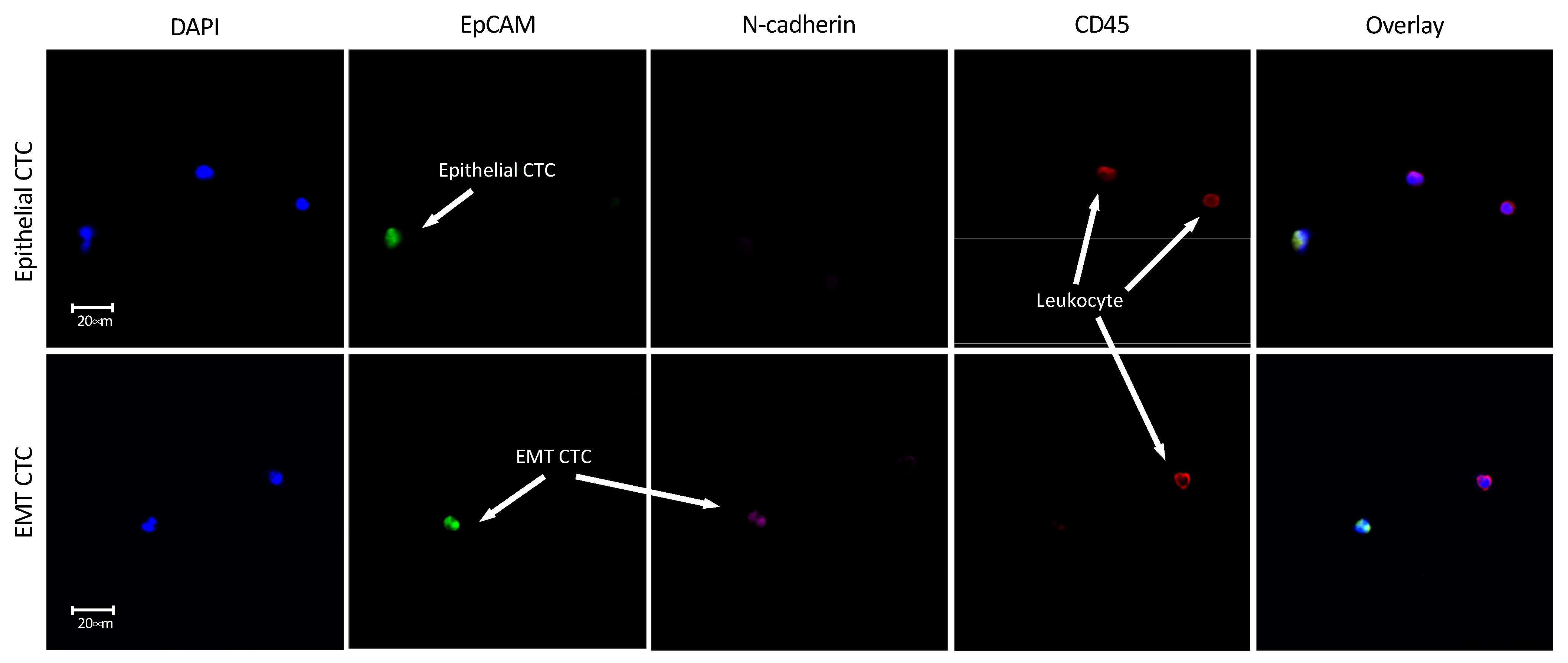 Cancers 13 05519 g006