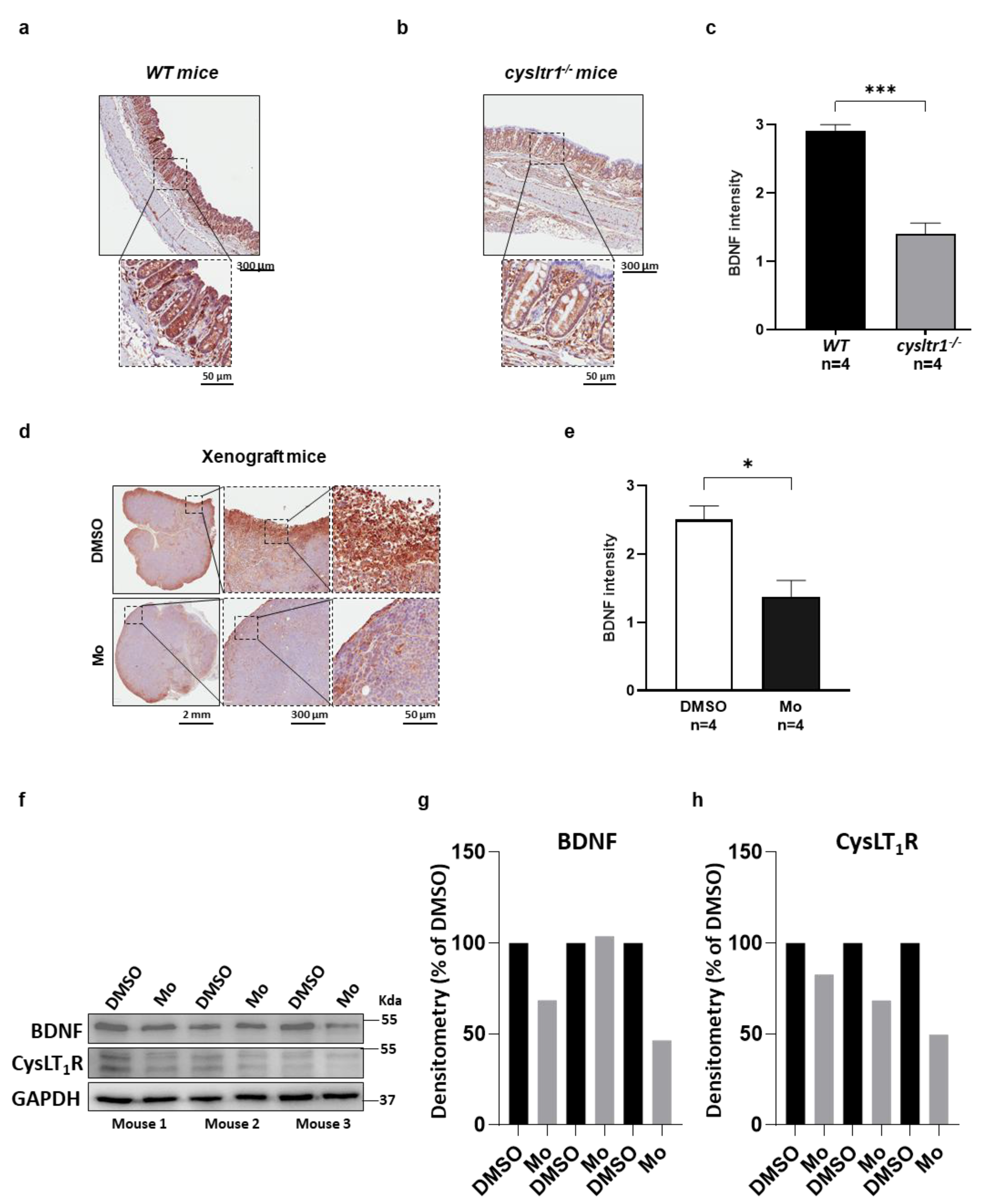 Cancers 13 05520 g003