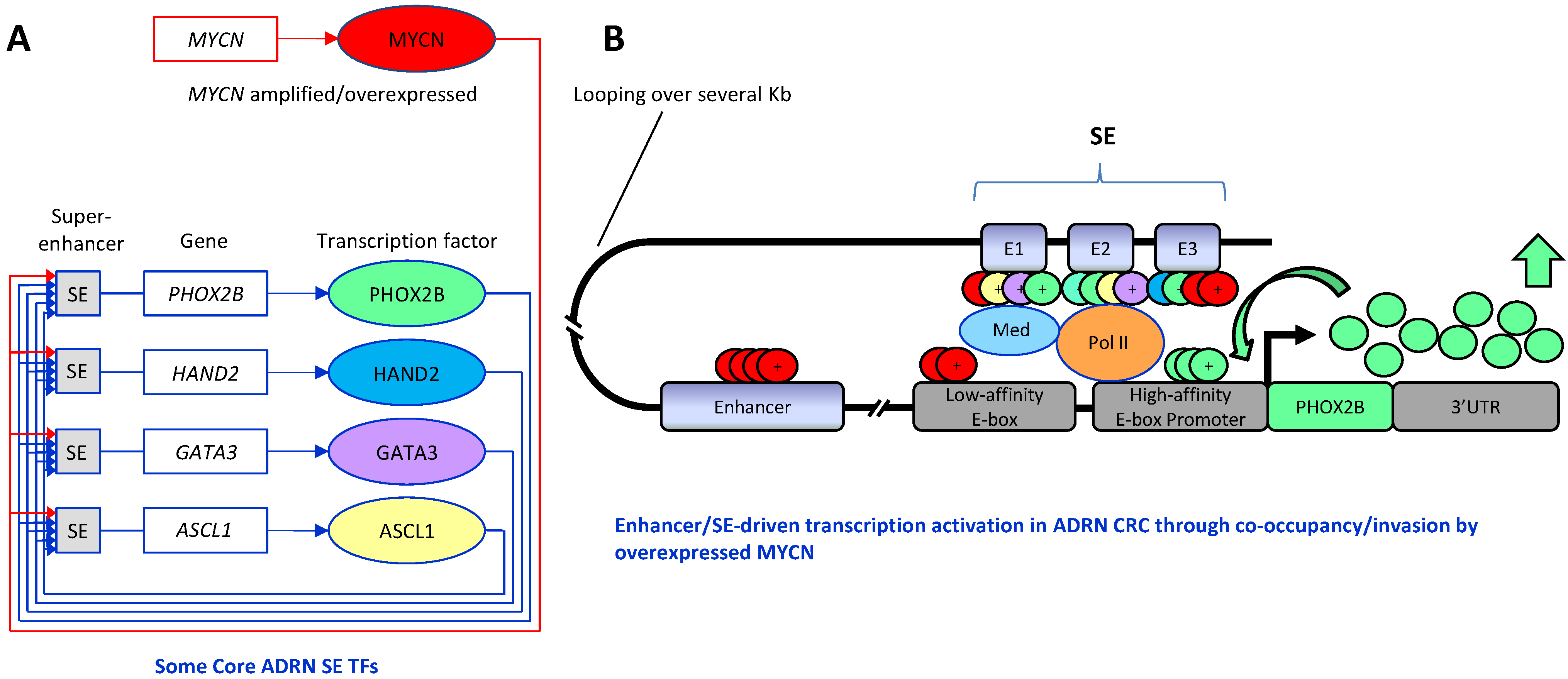 Cancers 13 05528 g007
