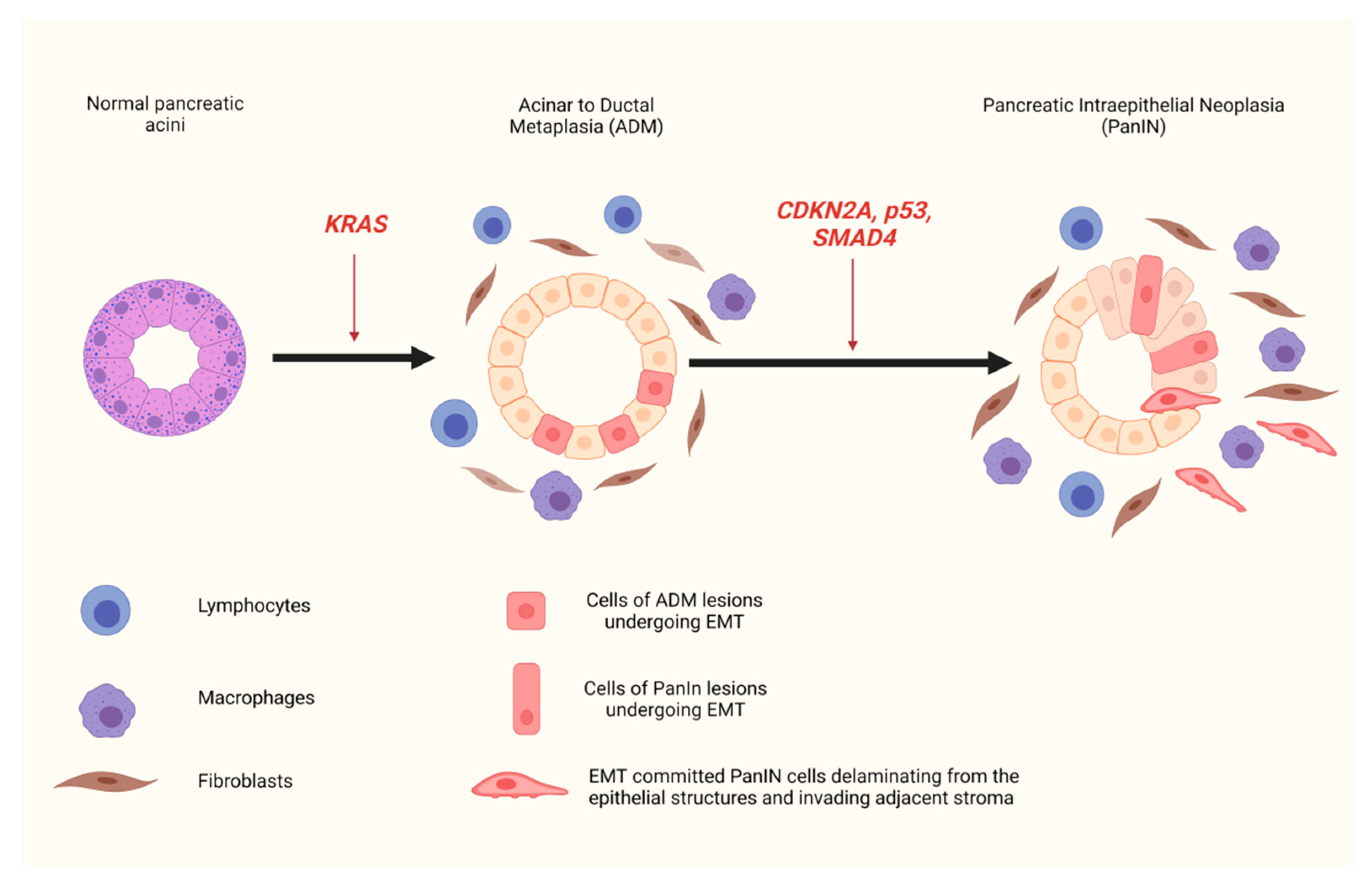 Cancers 13 05532 g001