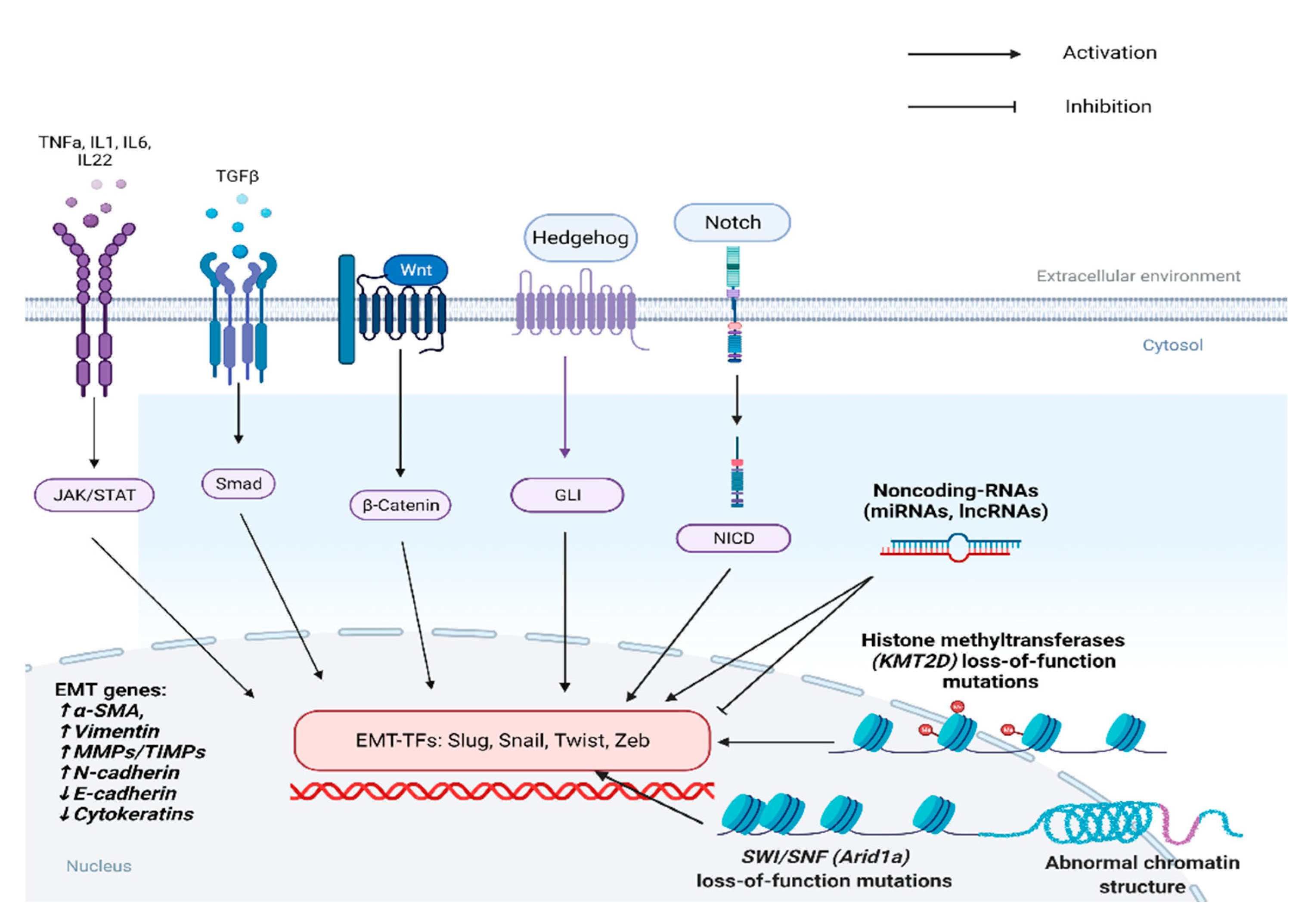 Cancers 13 05532 g002