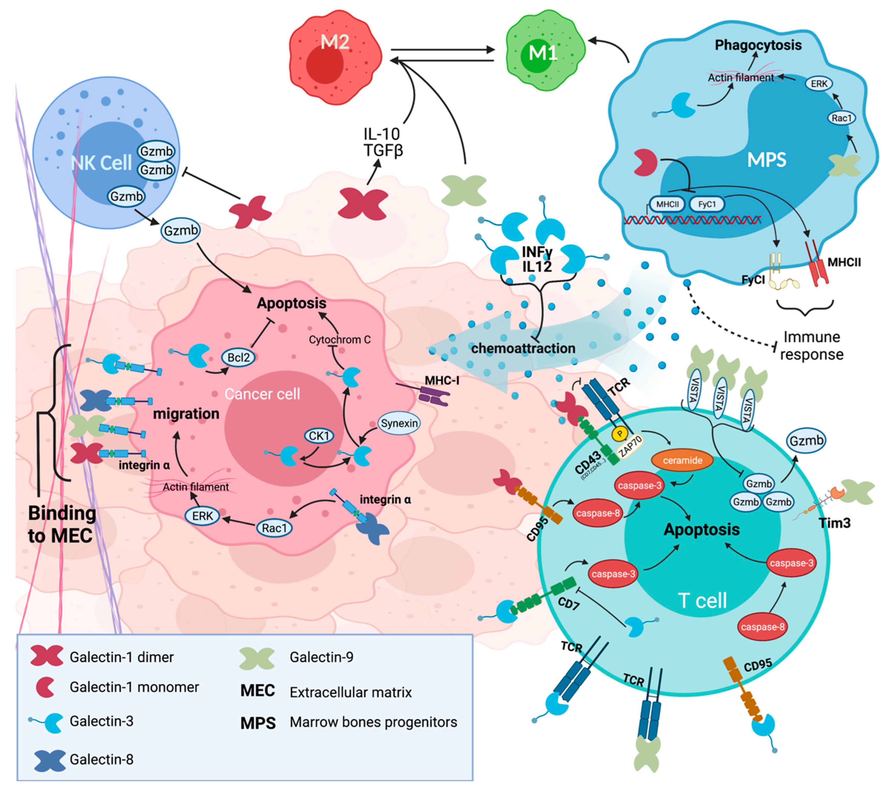 Cancers 13 05533 g001