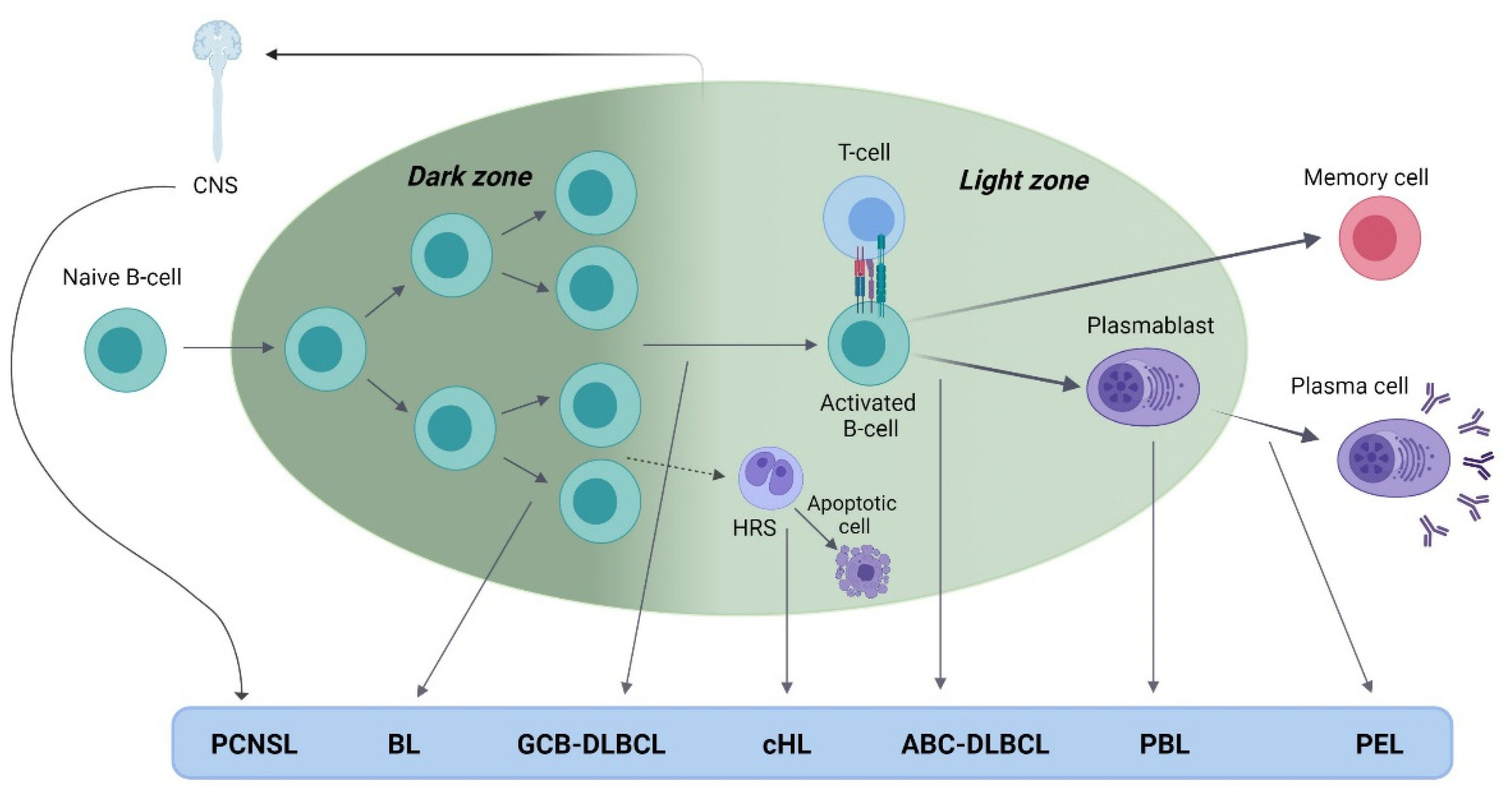 Cancers 13 05534 g001