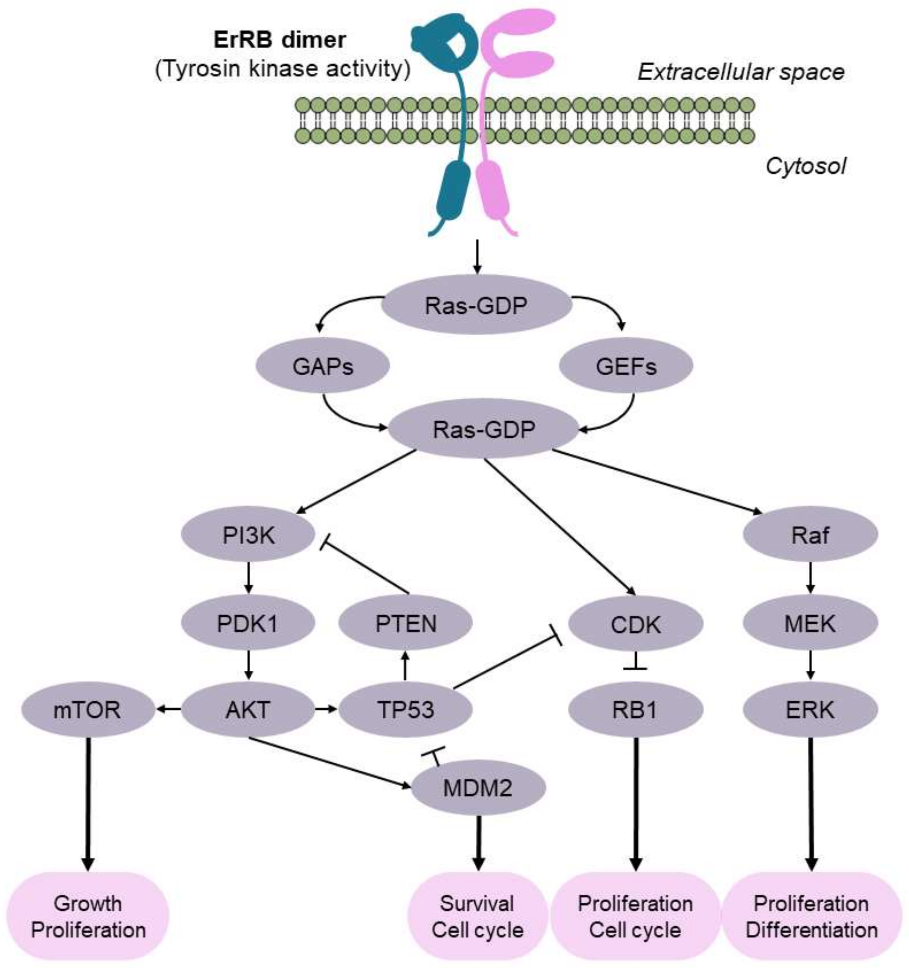 Cancers 13 05537 g003