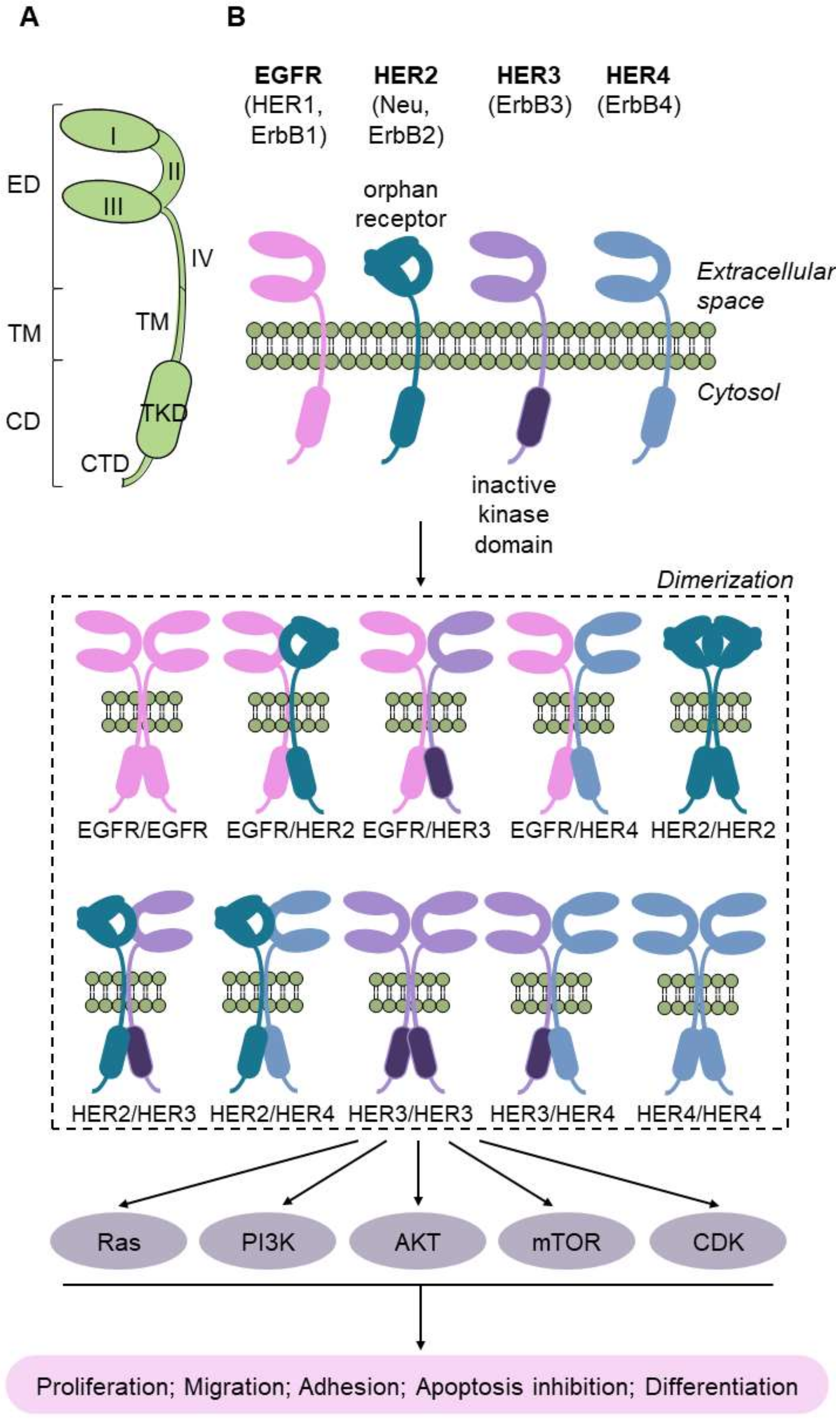 Cancers 13 05537 g008