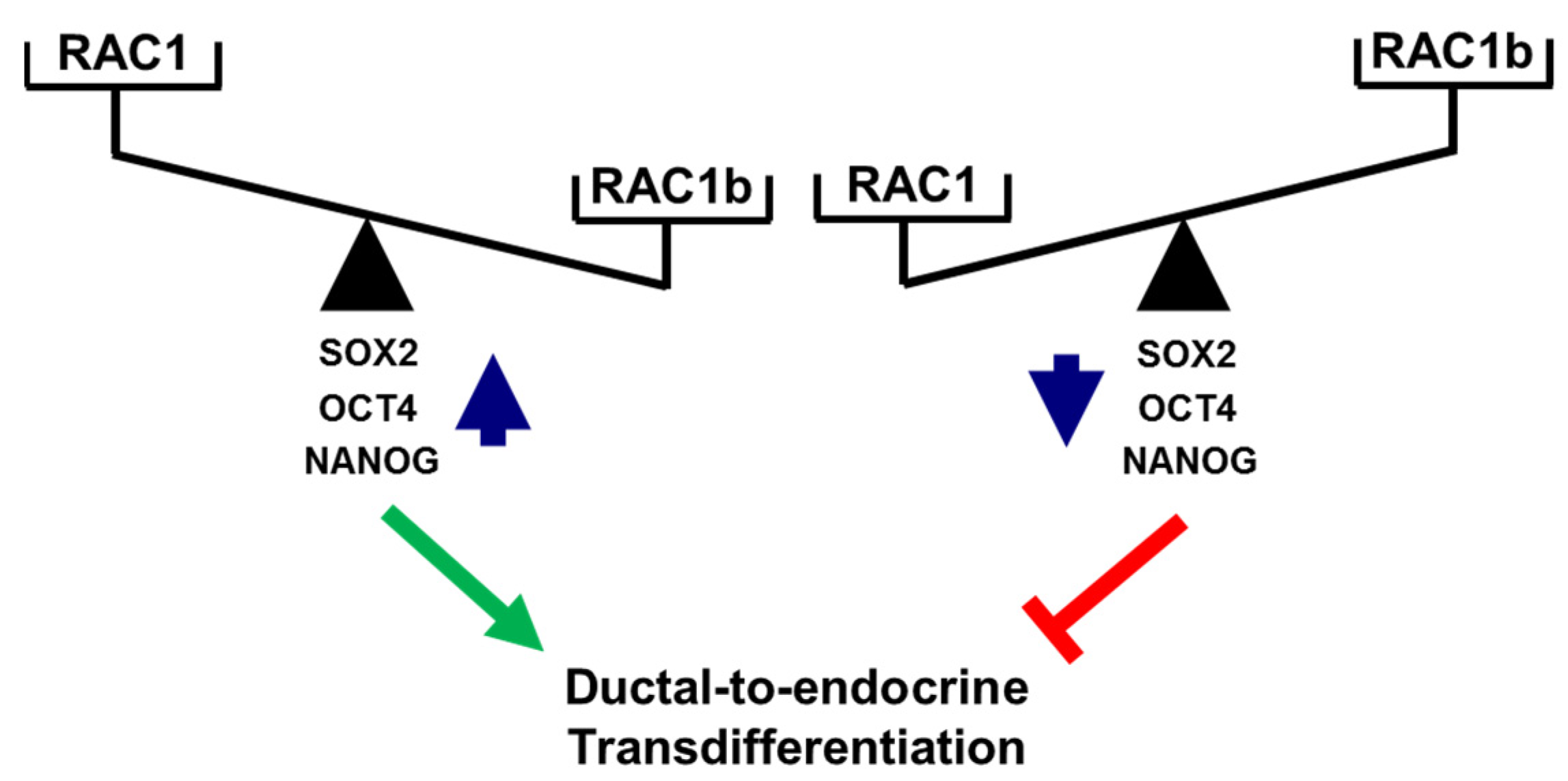 Cancers 13 05541 g007