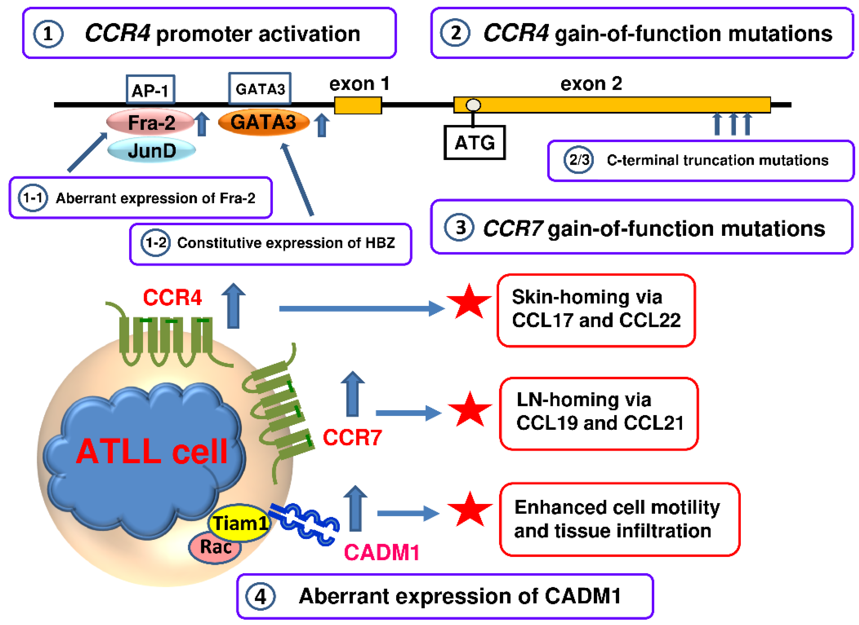 Cancers 13 05542 g003