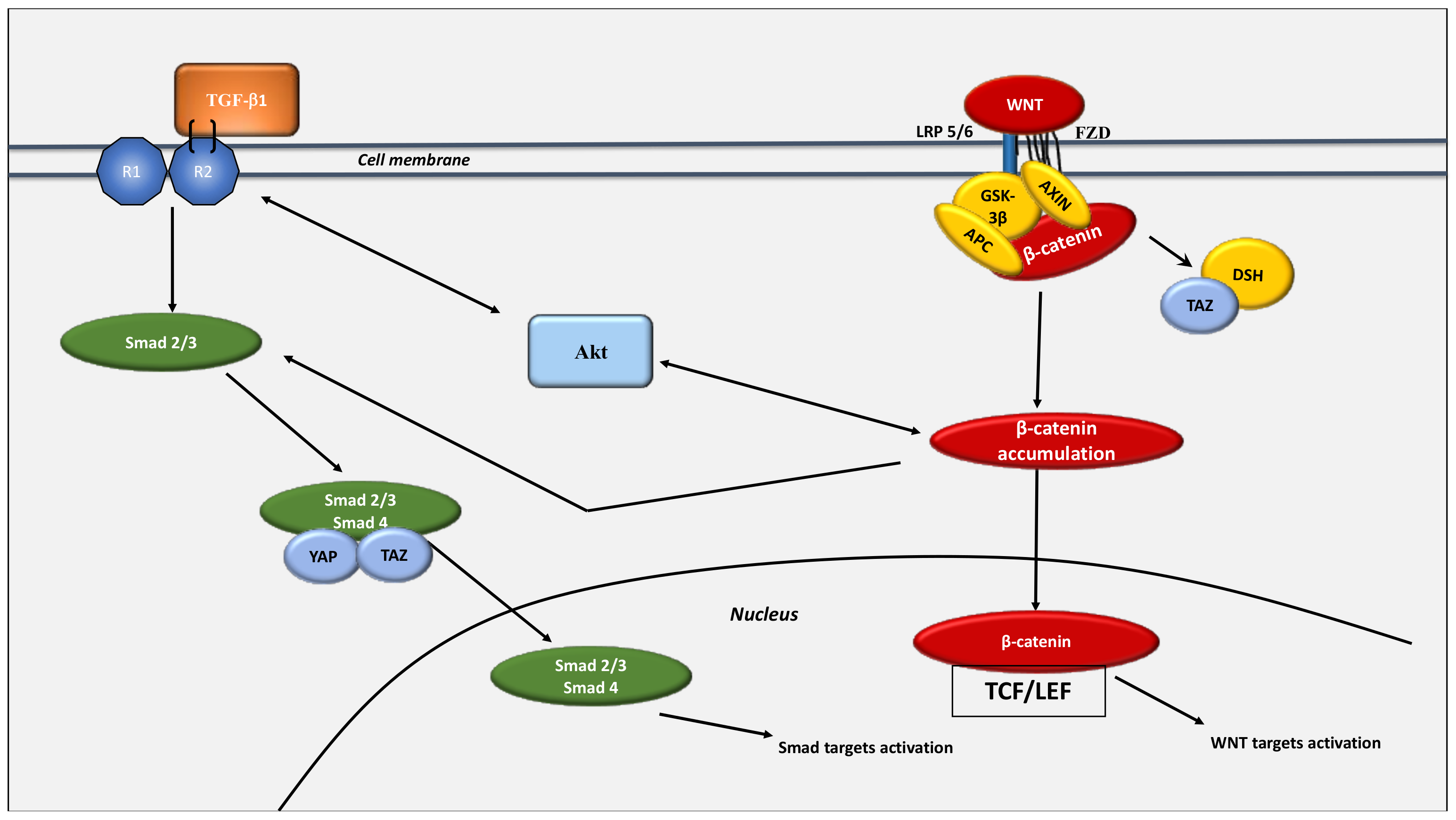 Cancers 13 05557 g006