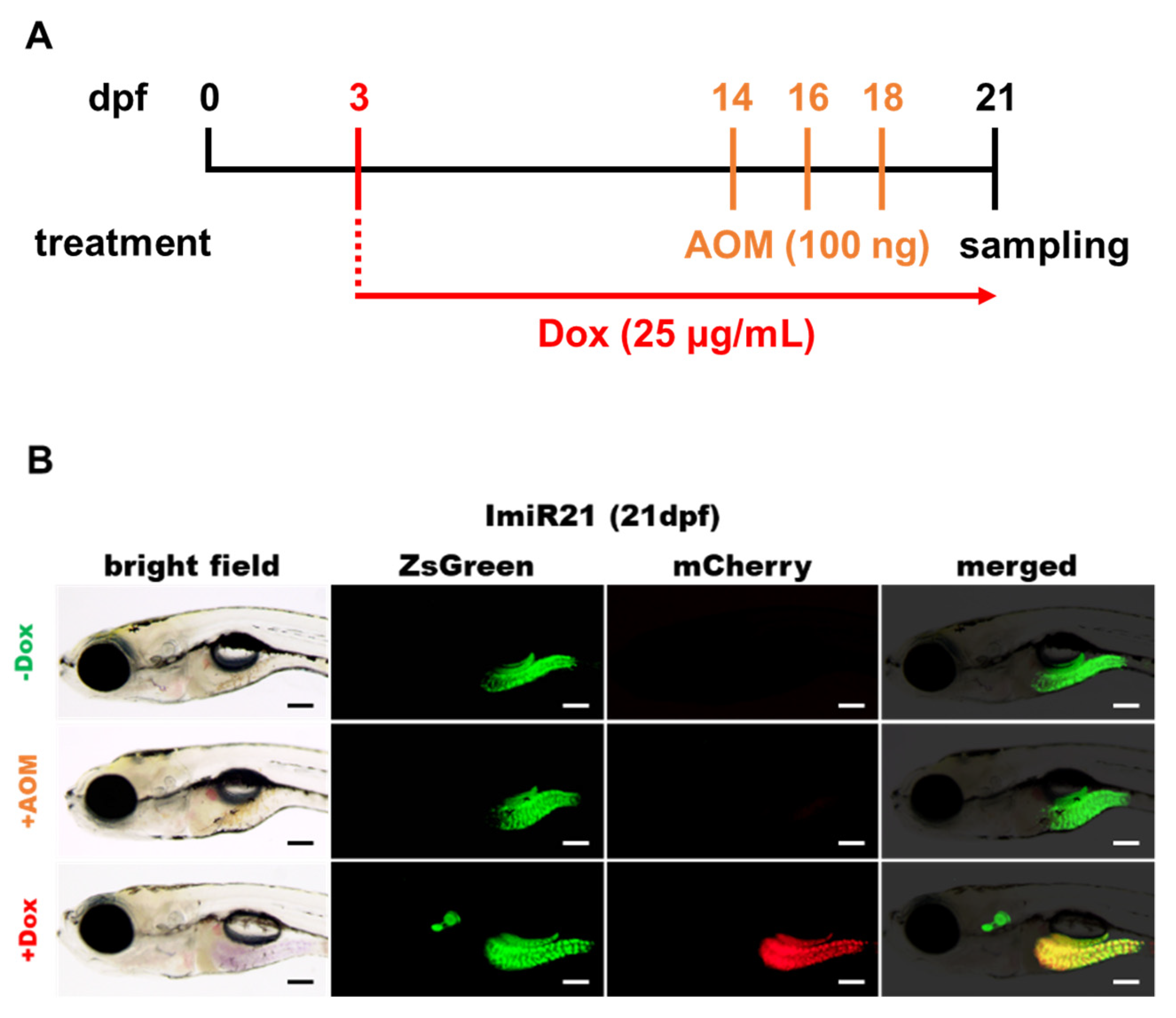 Cancers 13 05565 g003a