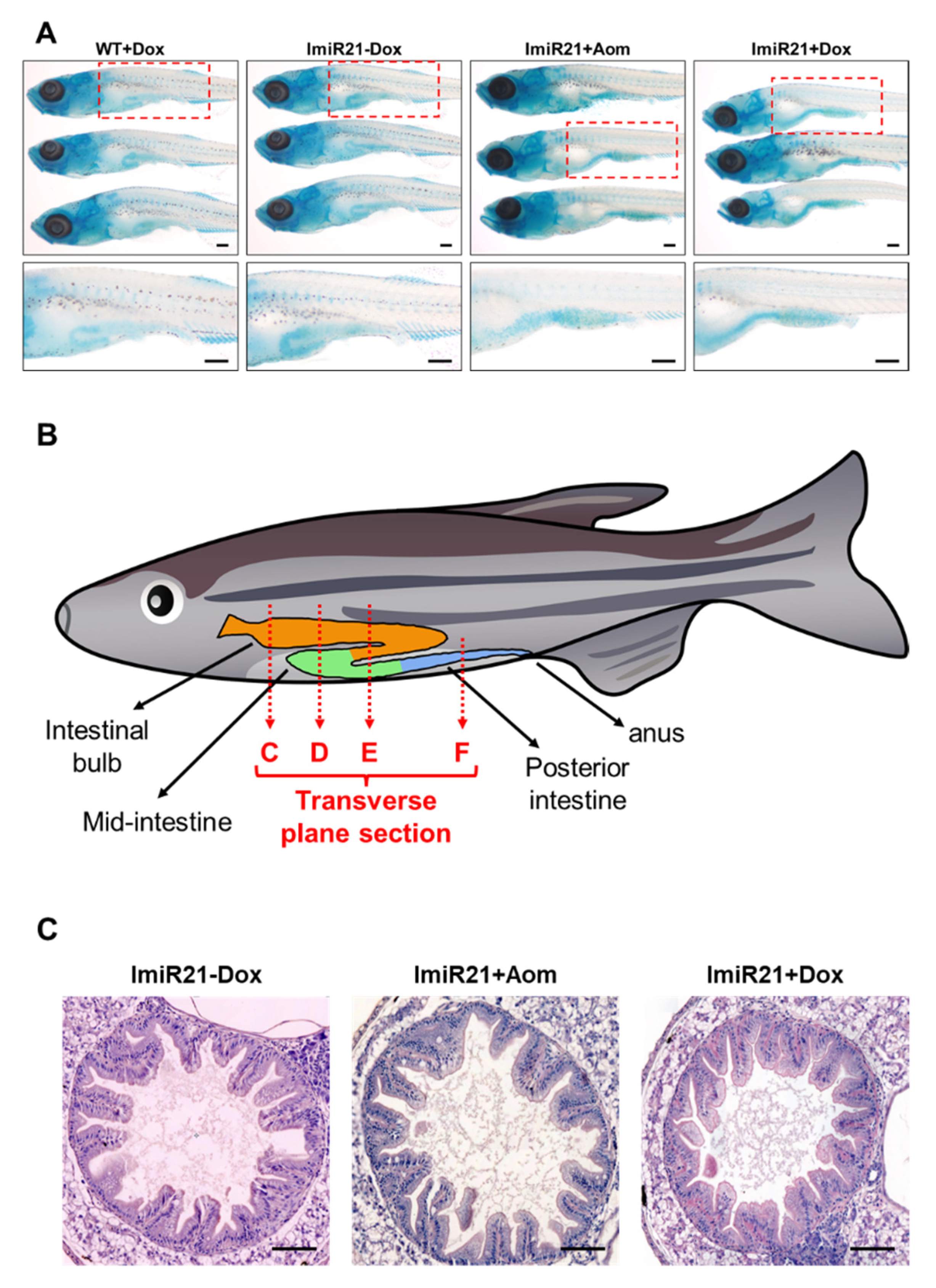 Cancers 13 05565 g004a