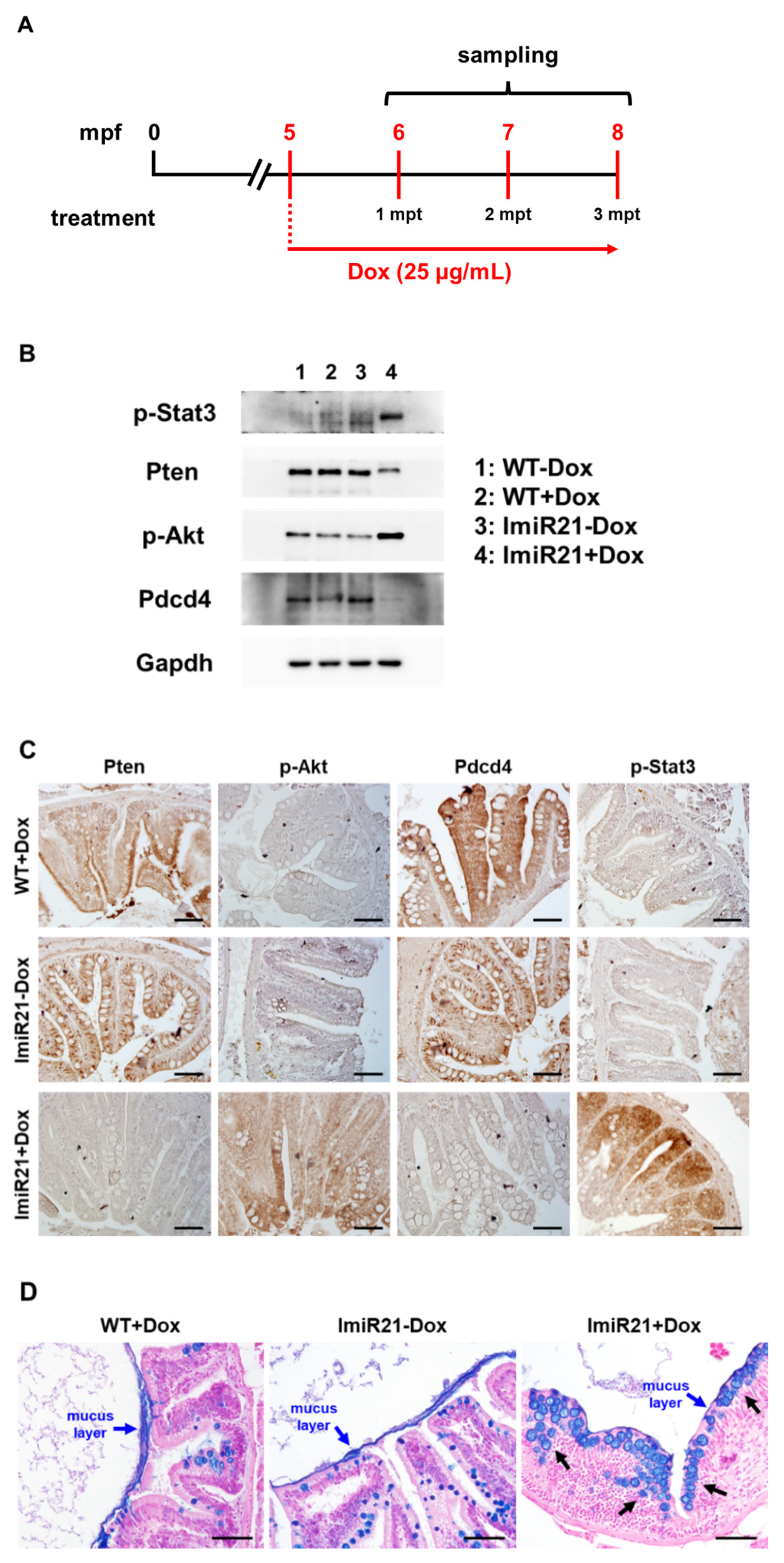 Cancers 13 05565 g005