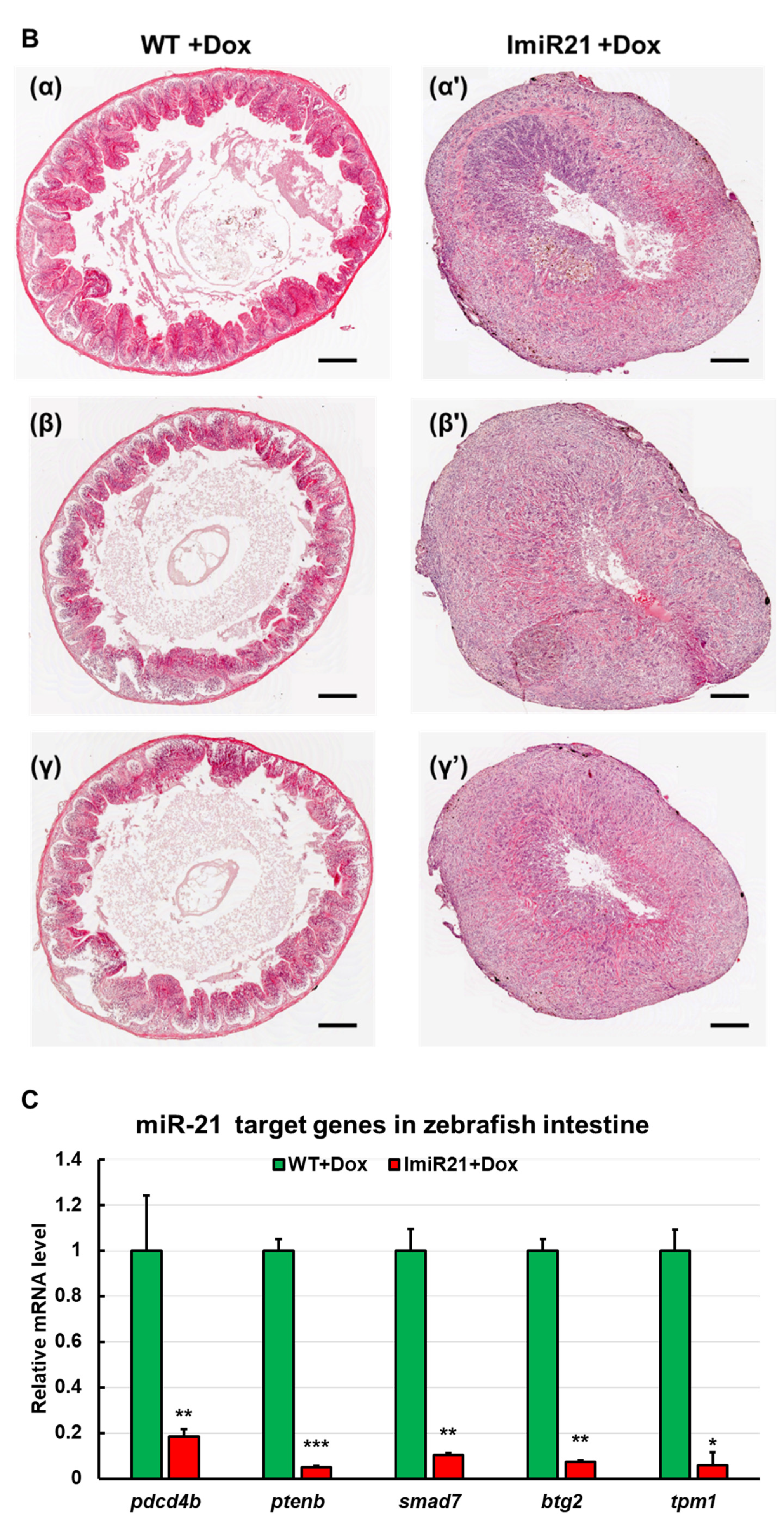 Cancers 13 05565 g006b