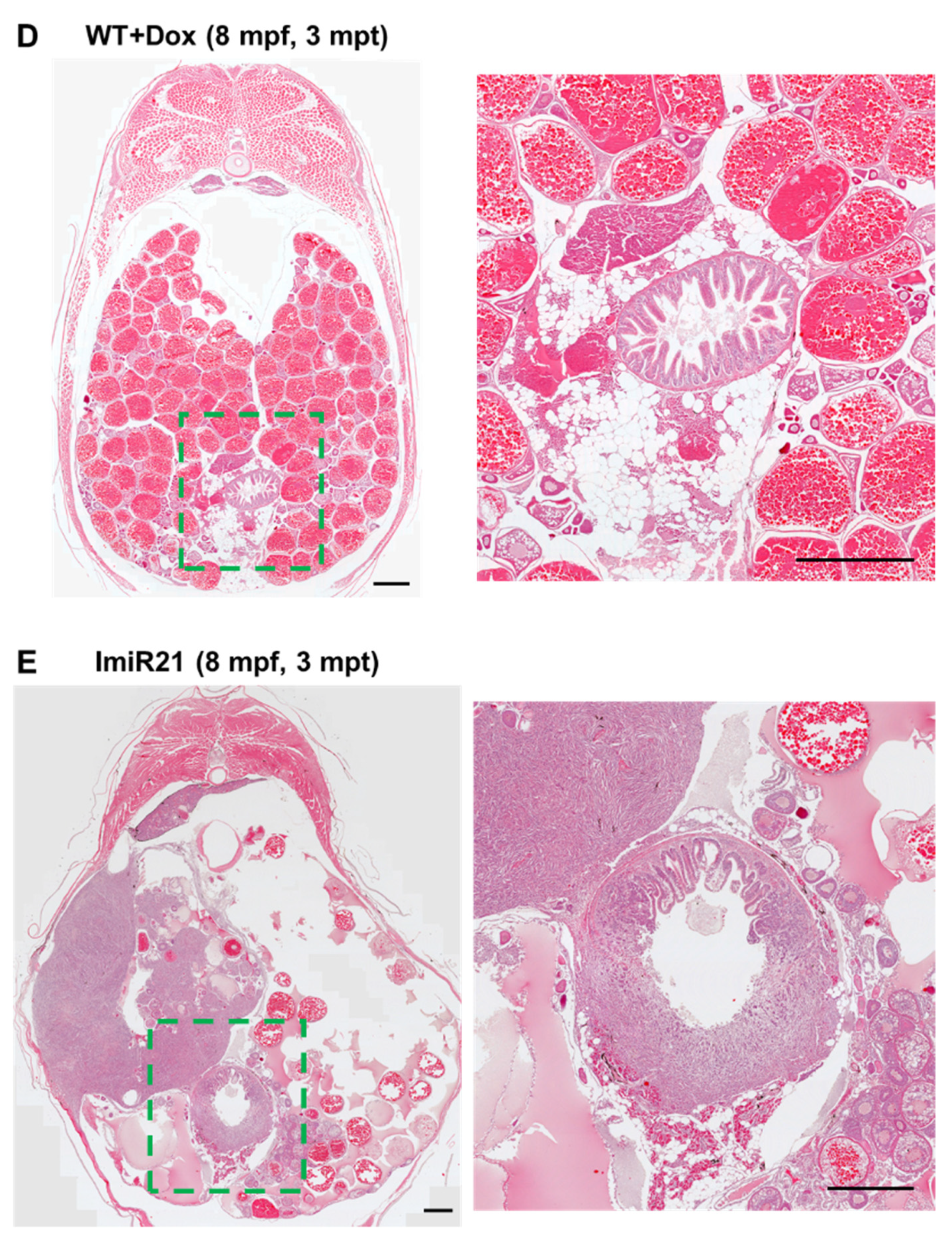 Cancers 13 05565 g006c