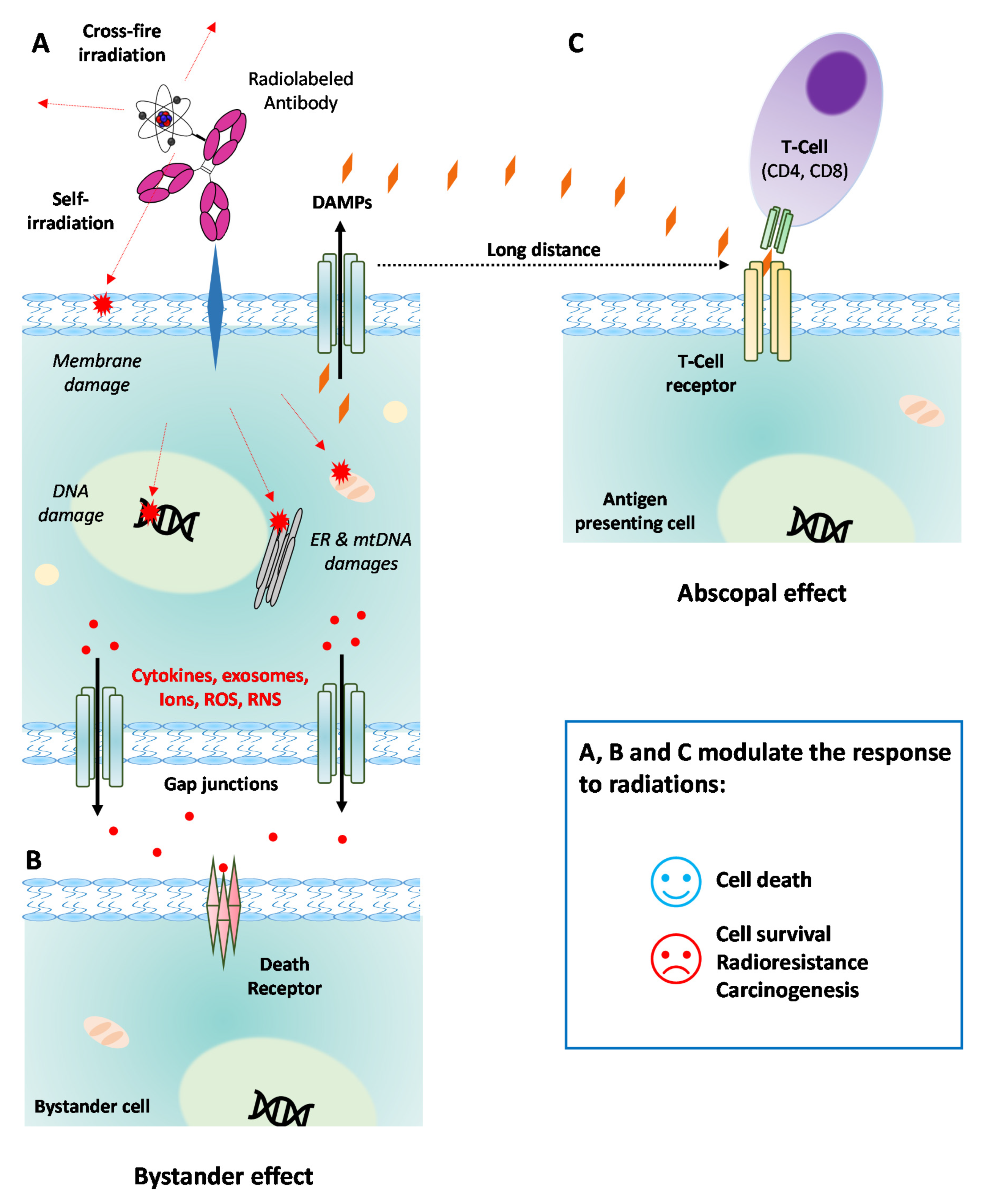 Cancers 13 05570 g001