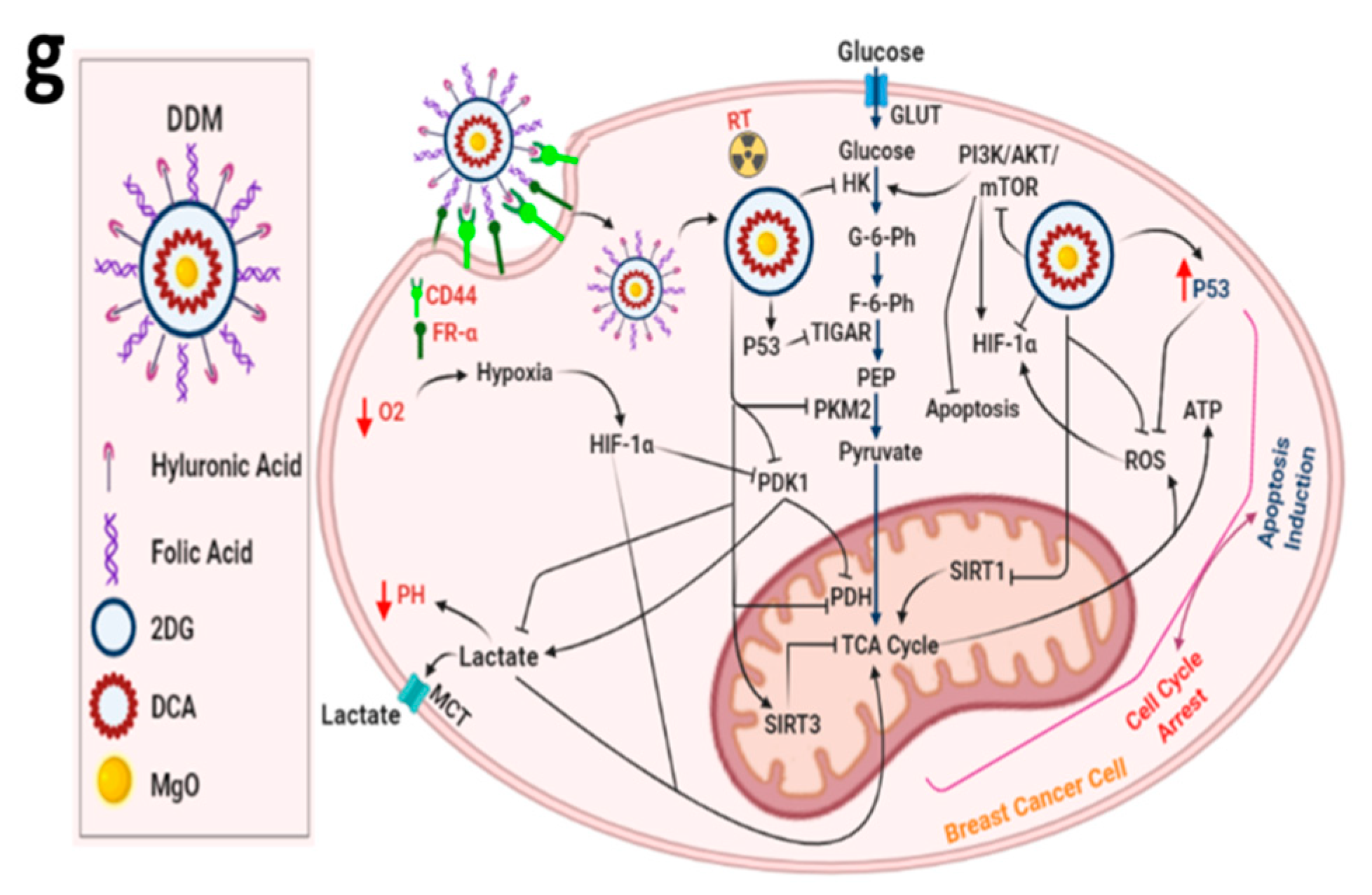 Cancers 13 05571 g007b