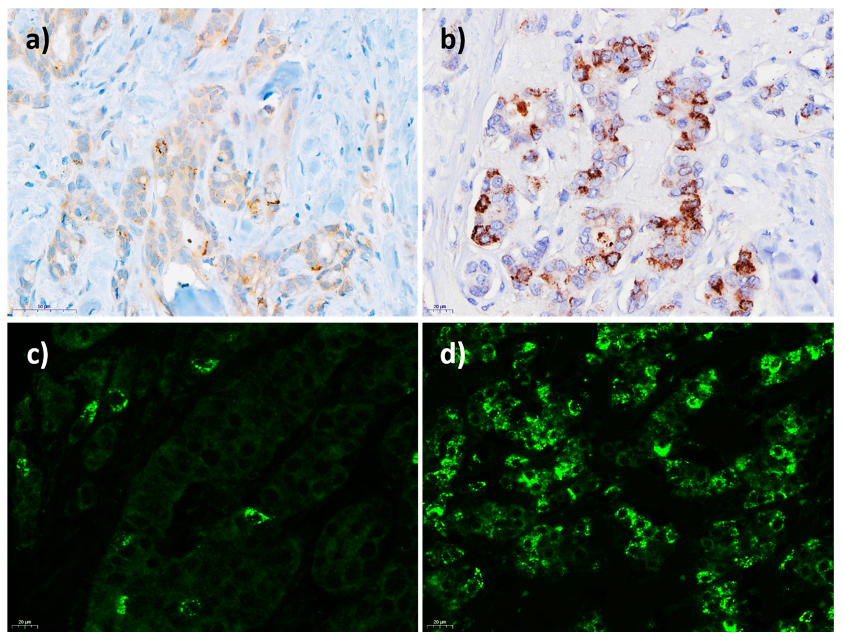 Cancers 13 05577 g002