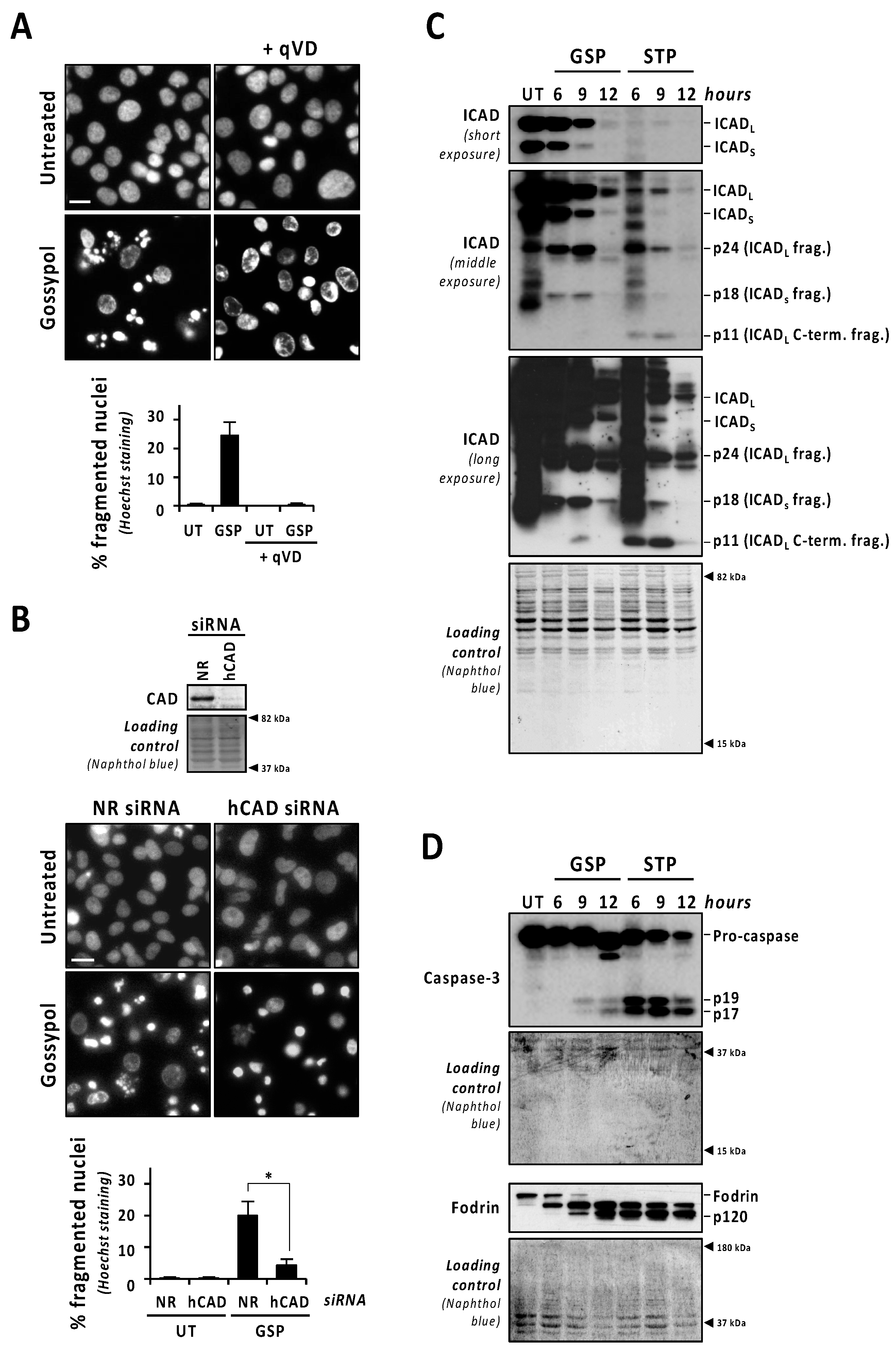Cancers 13 05579 g002