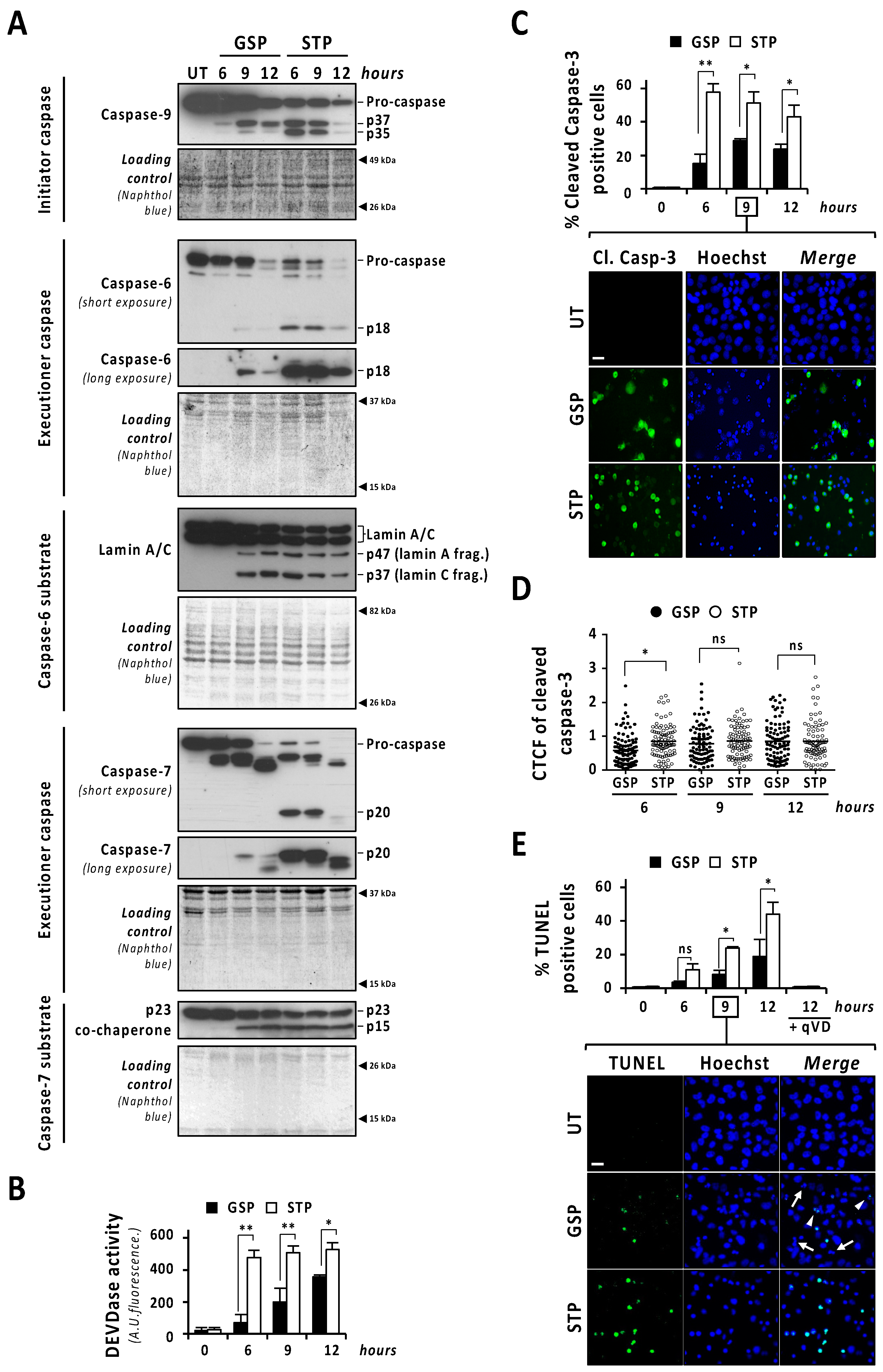 Cancers 13 05579 g003
