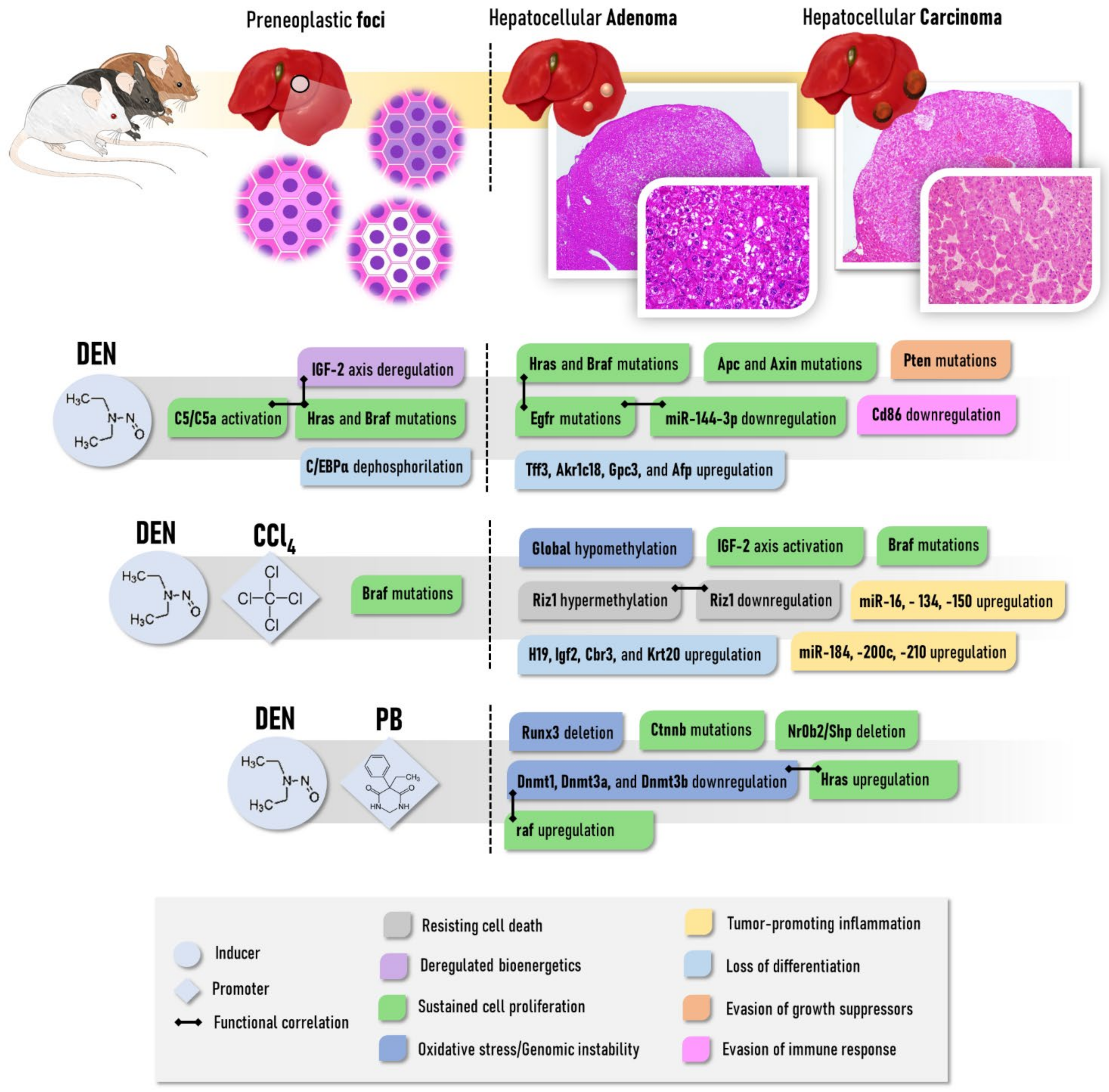 Cancers 13 05583 g001