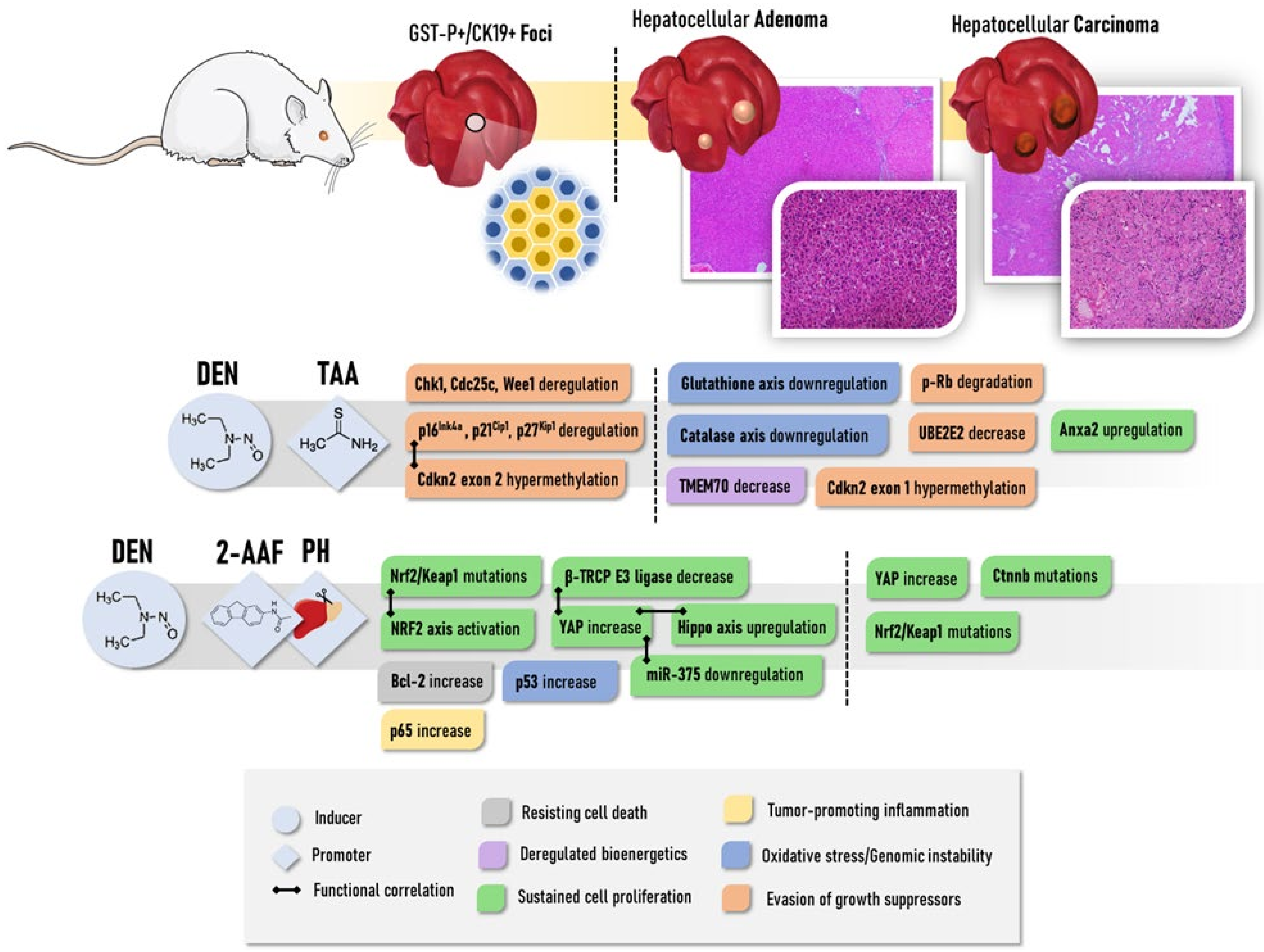 Cancers 13 05583 g002