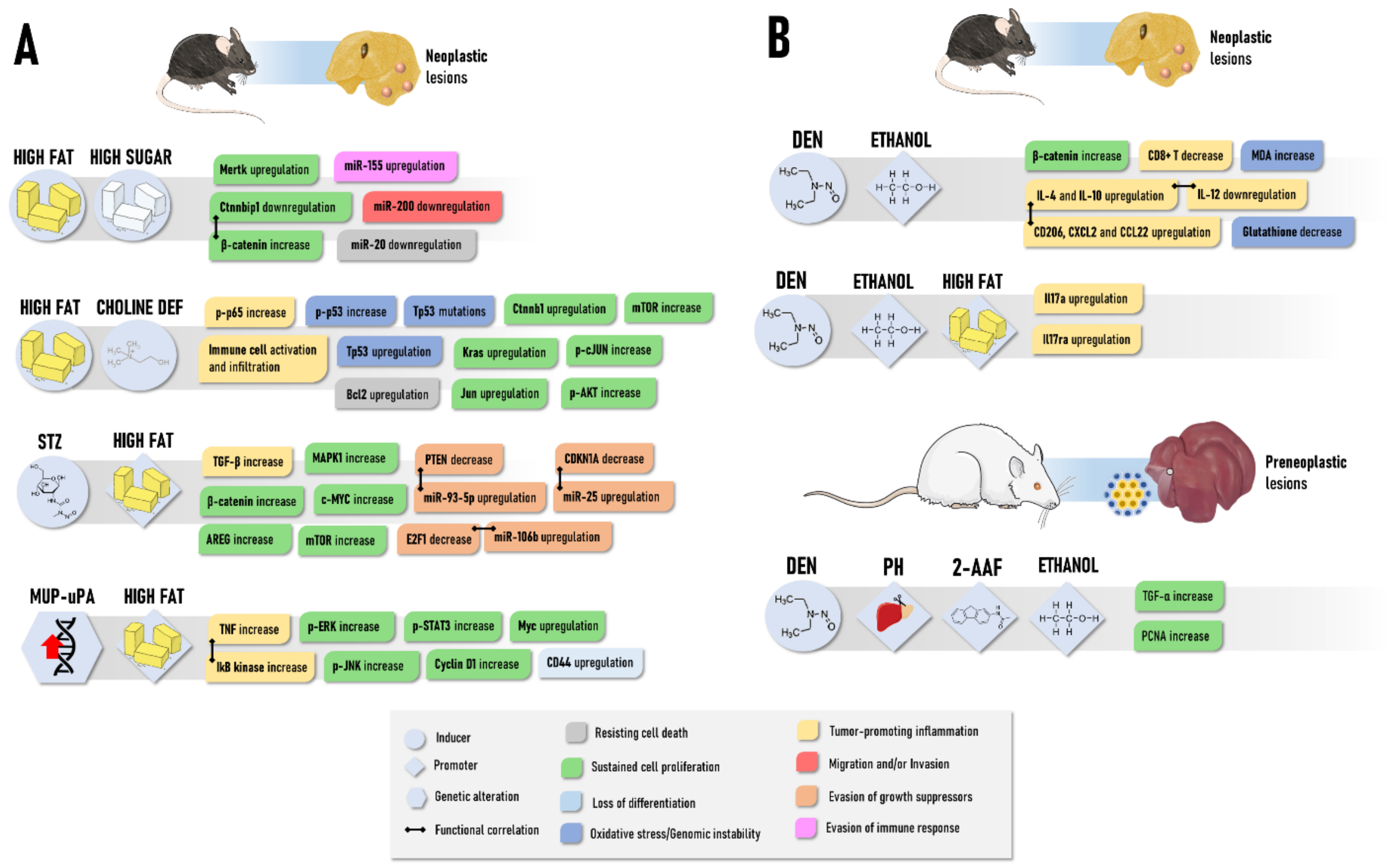 Cancers 13 05583 g004