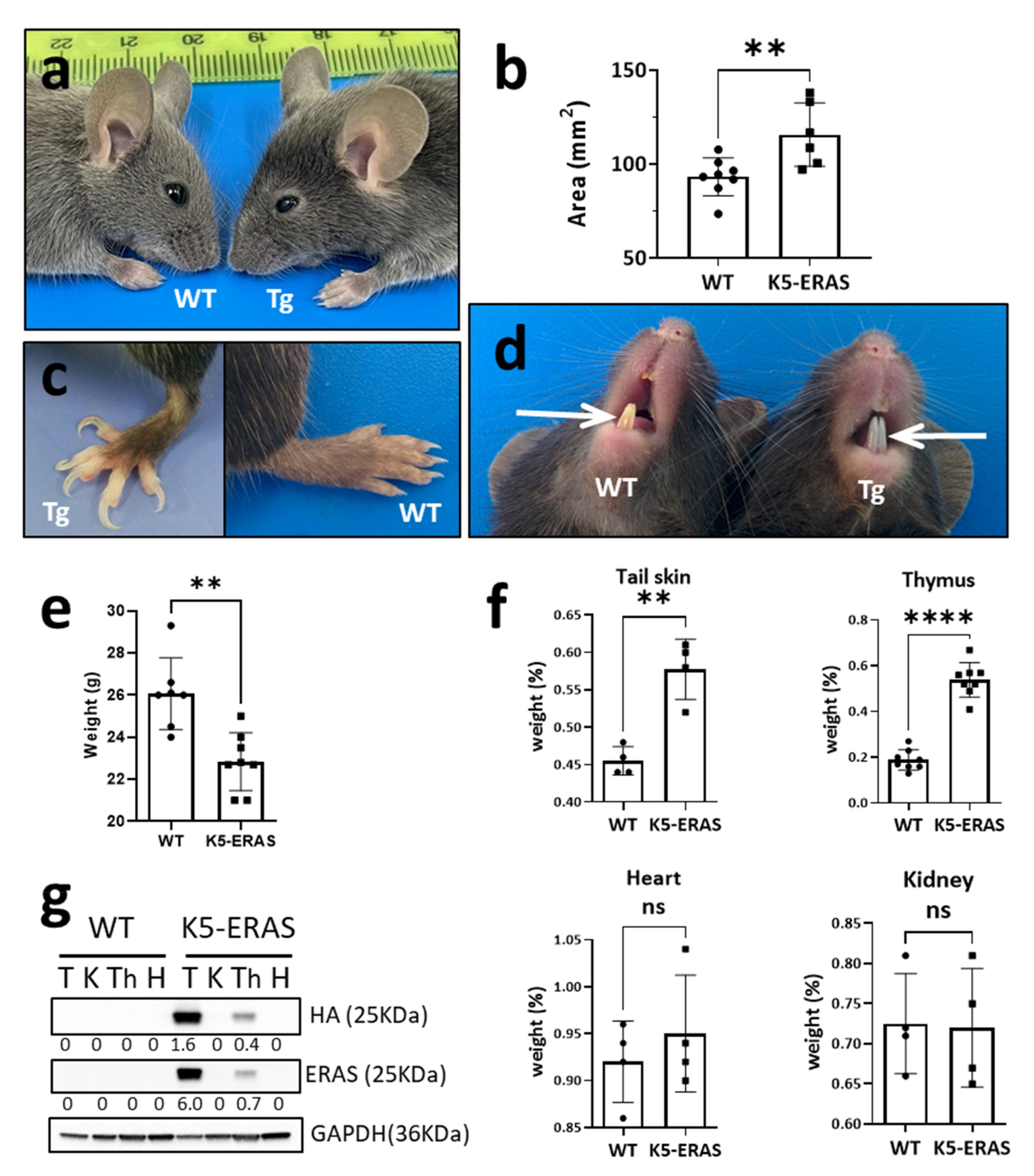 Cancers 13 05588 g002
