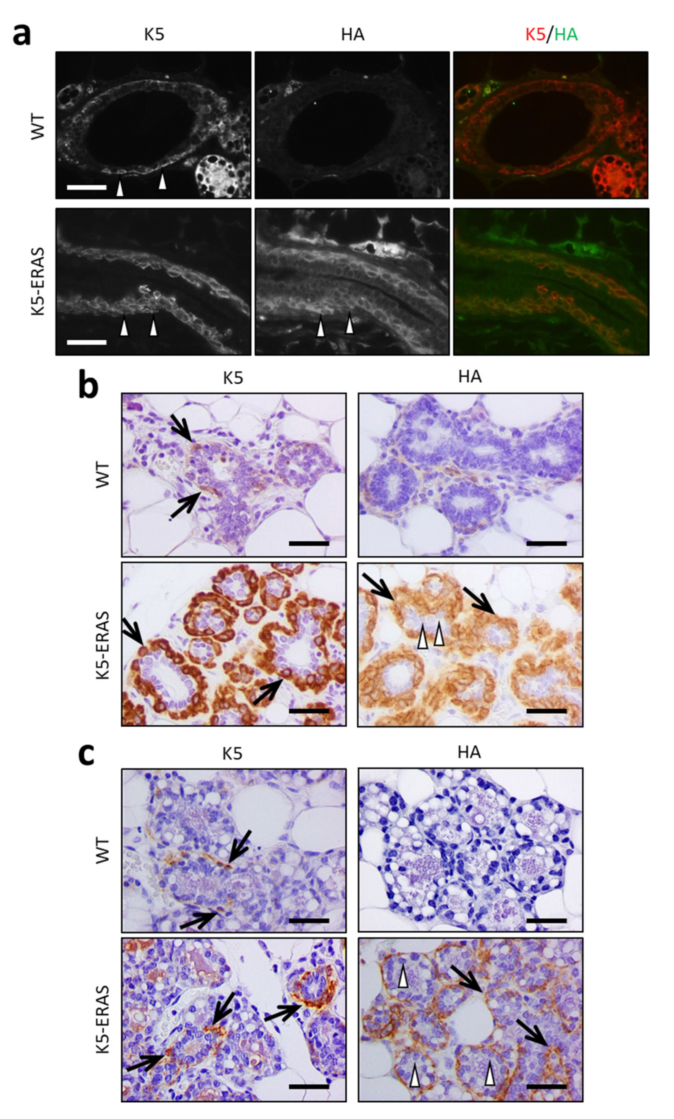 Cancers 13 05588 g003