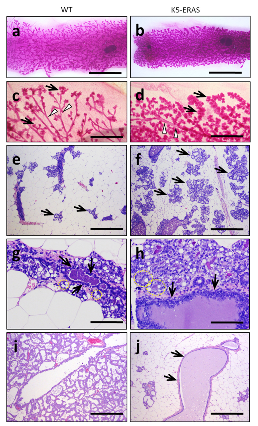 Cancers 13 05588 g005