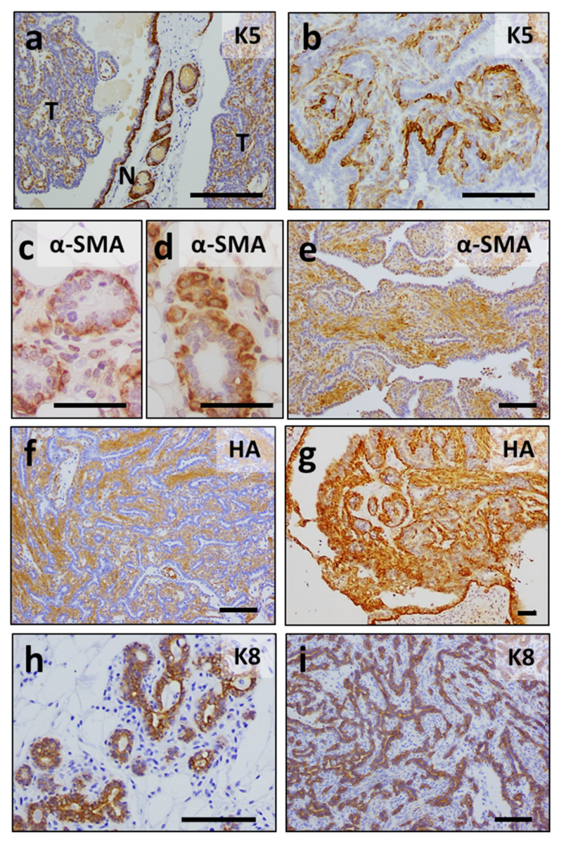 Cancers 13 05588 g008
