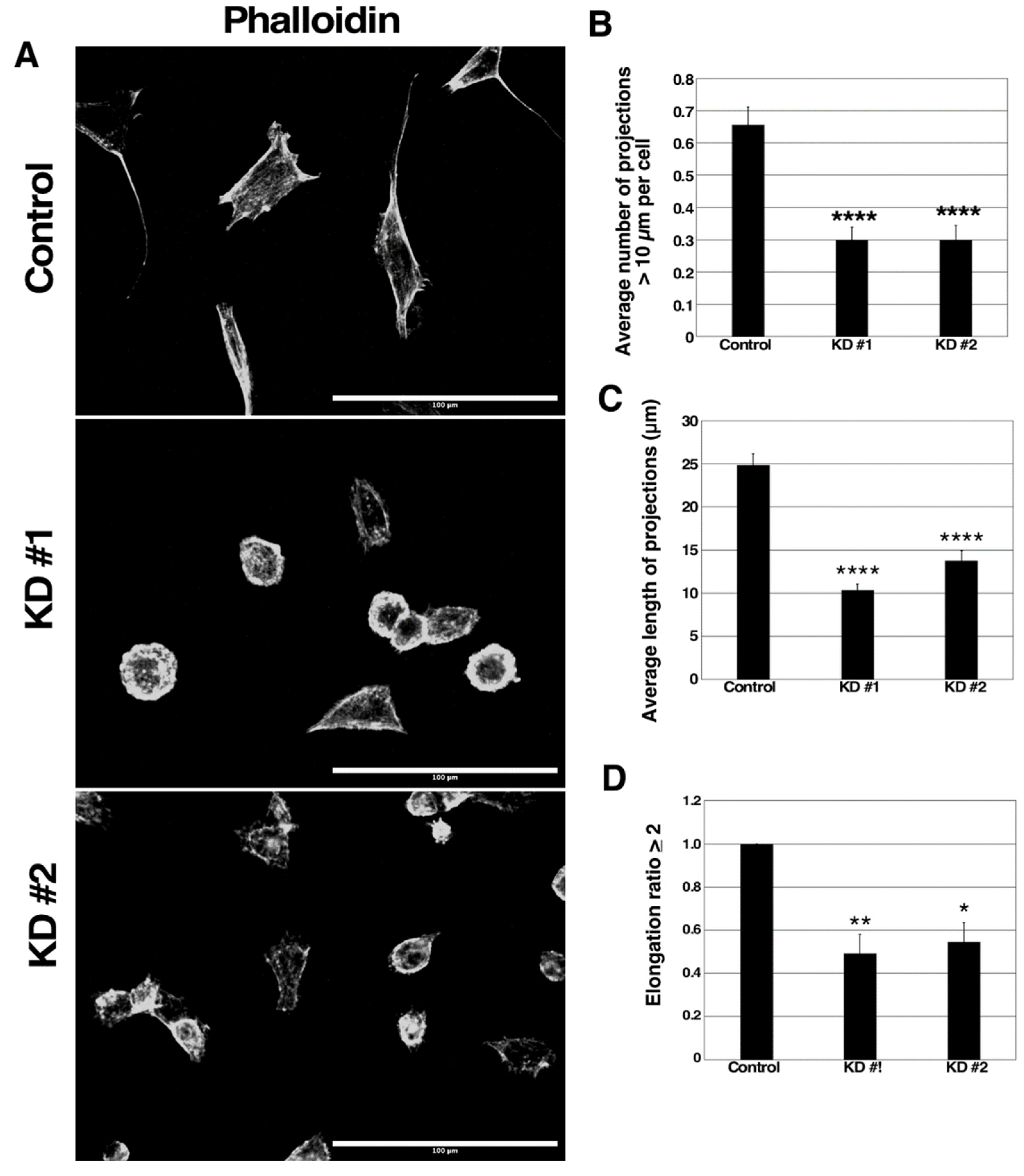 Cancers 13 05632 g005