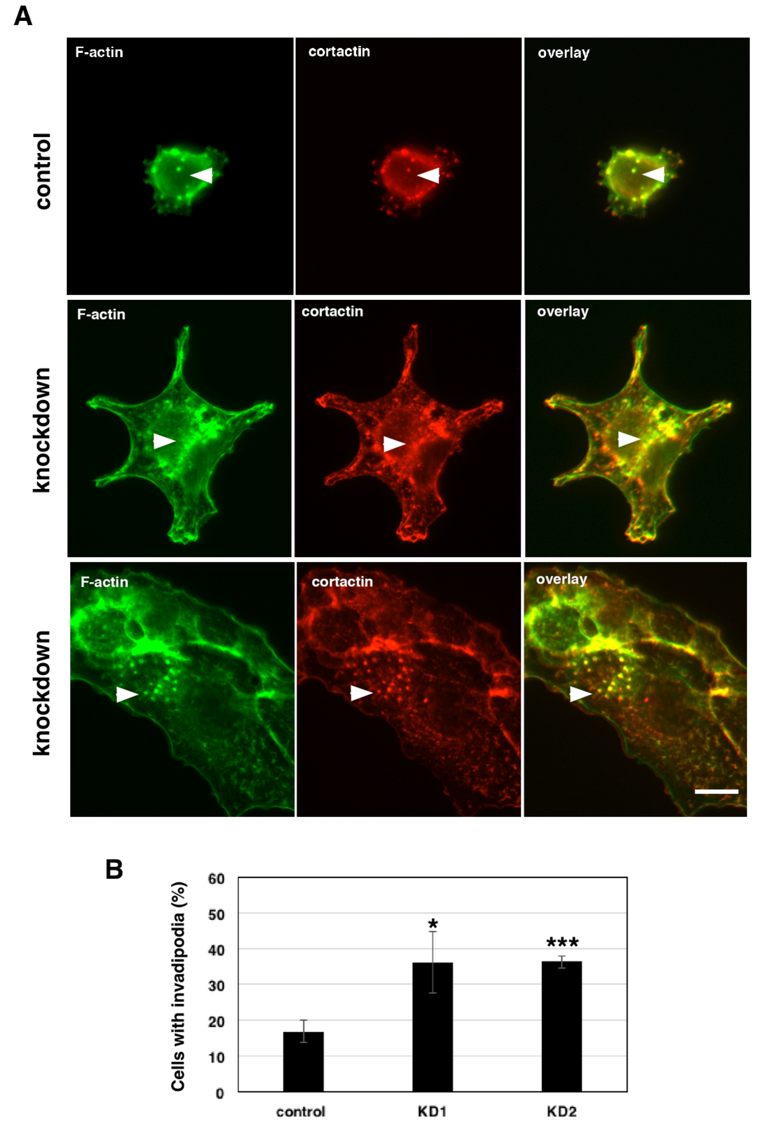 Cancers 13 05632 g007