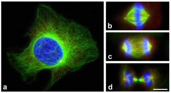 Cancers 13 05638 g001