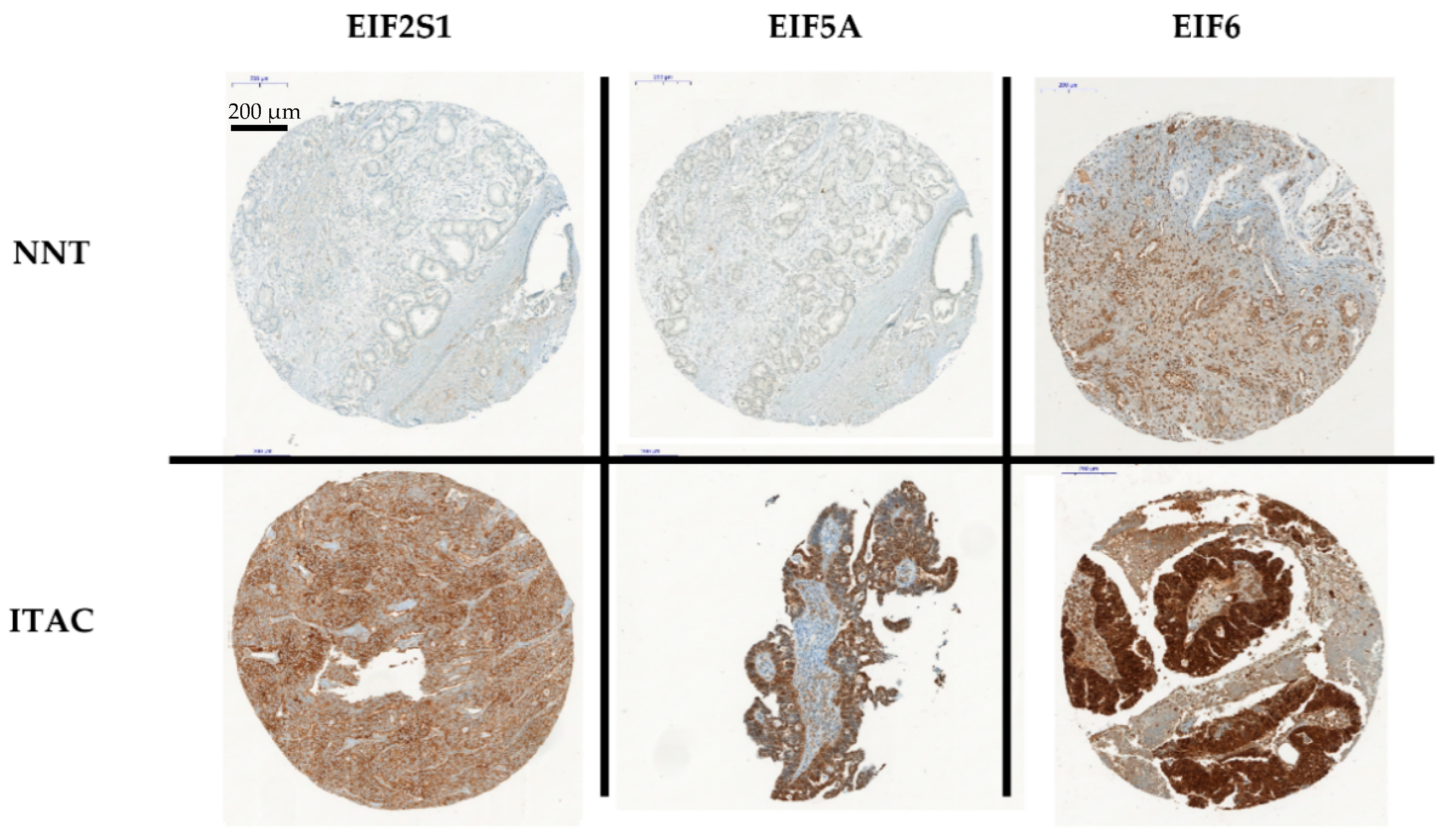 Cancers 13 05649 g002