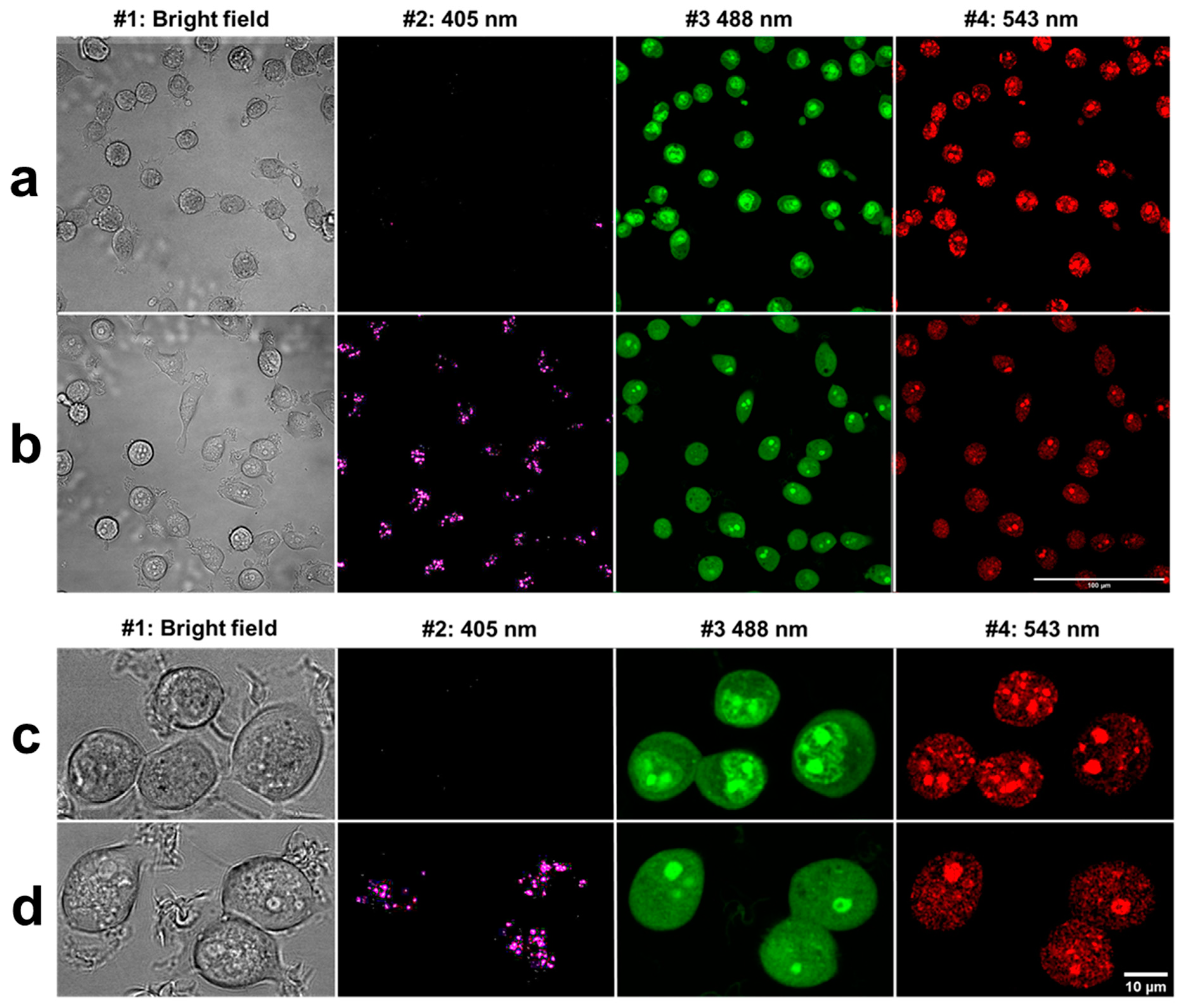 Cancers 13 05652 g002