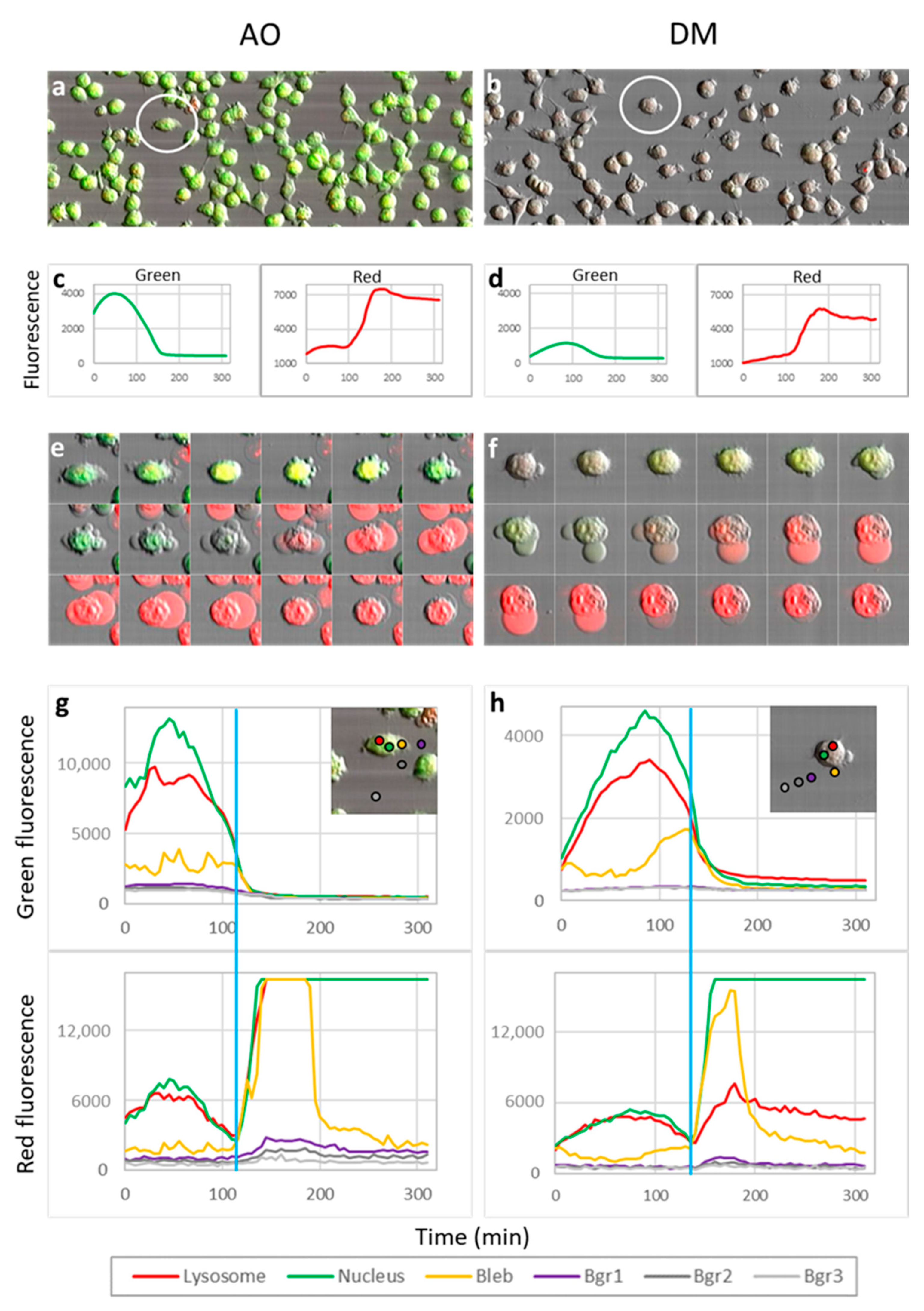 Cancers 13 05652 g005