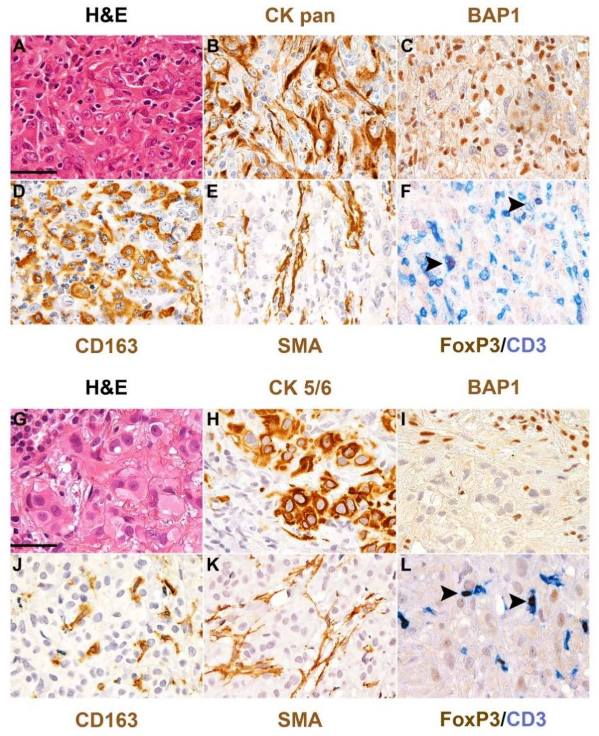 Cancers 13 05664 g001