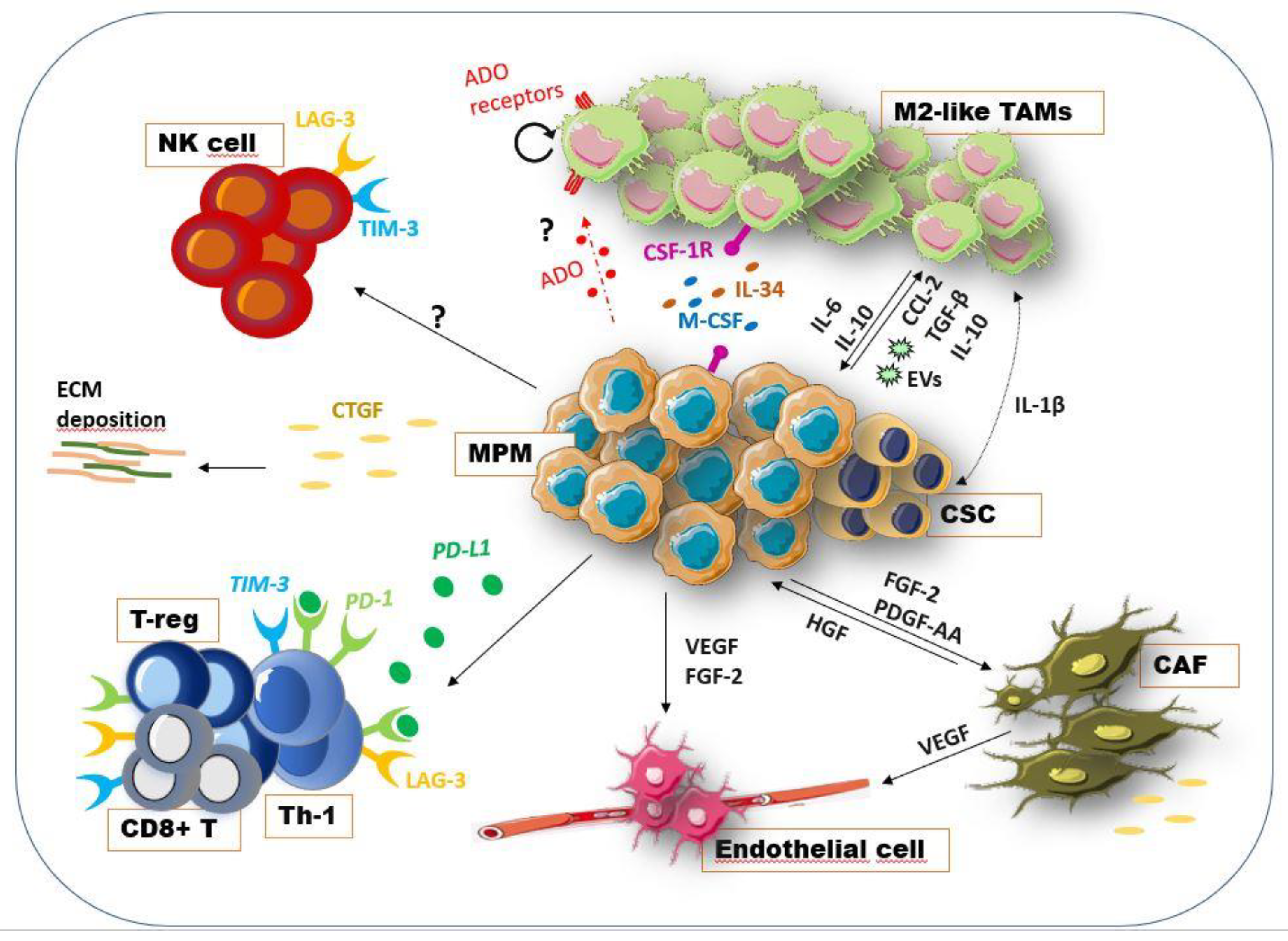 Cancers 13 05664 g002