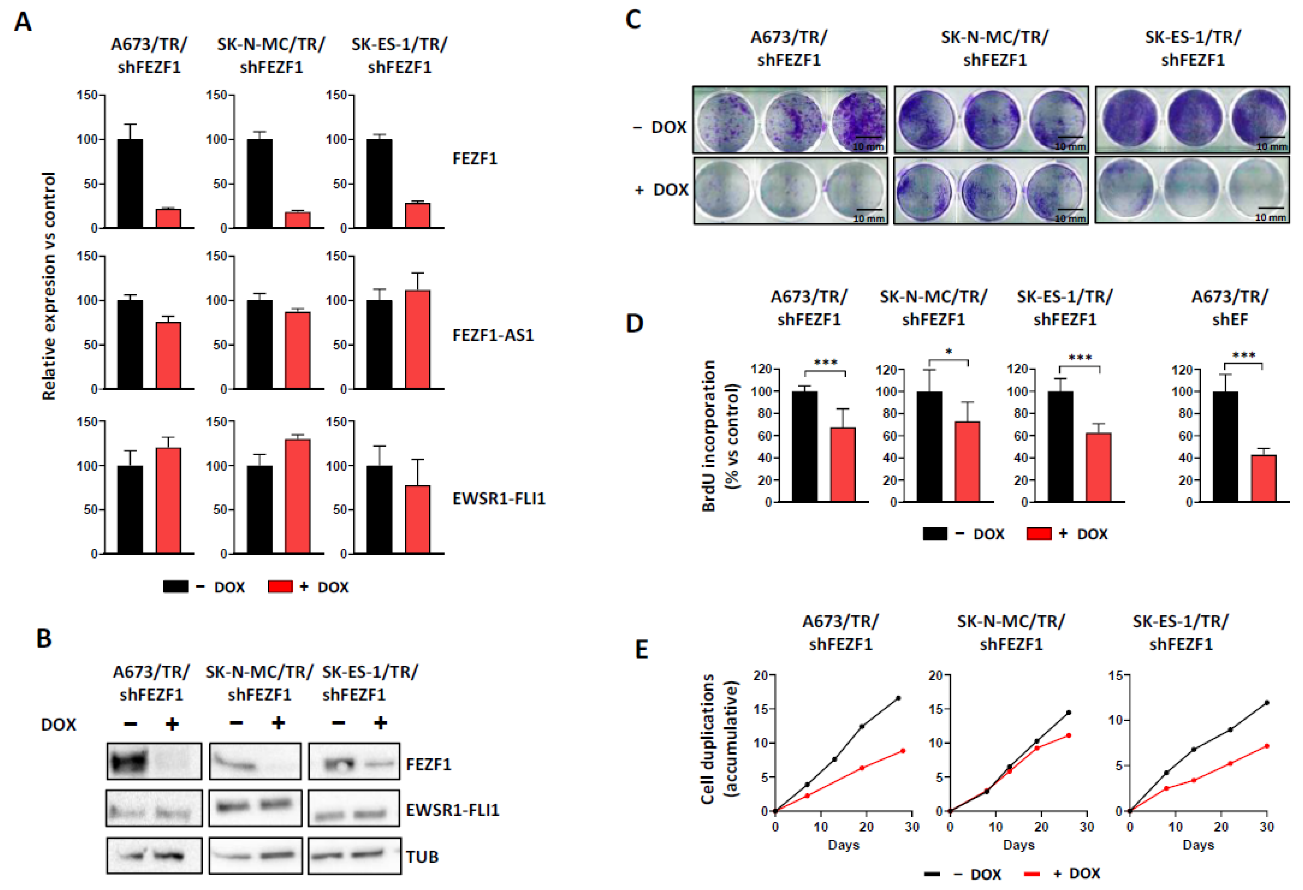 Cancers 13 05668 g004