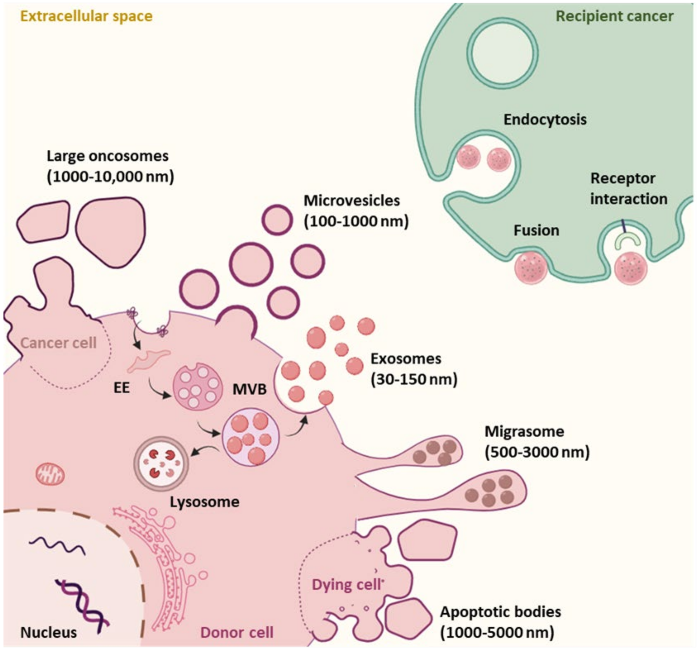 Cancers 13 05669 g001
